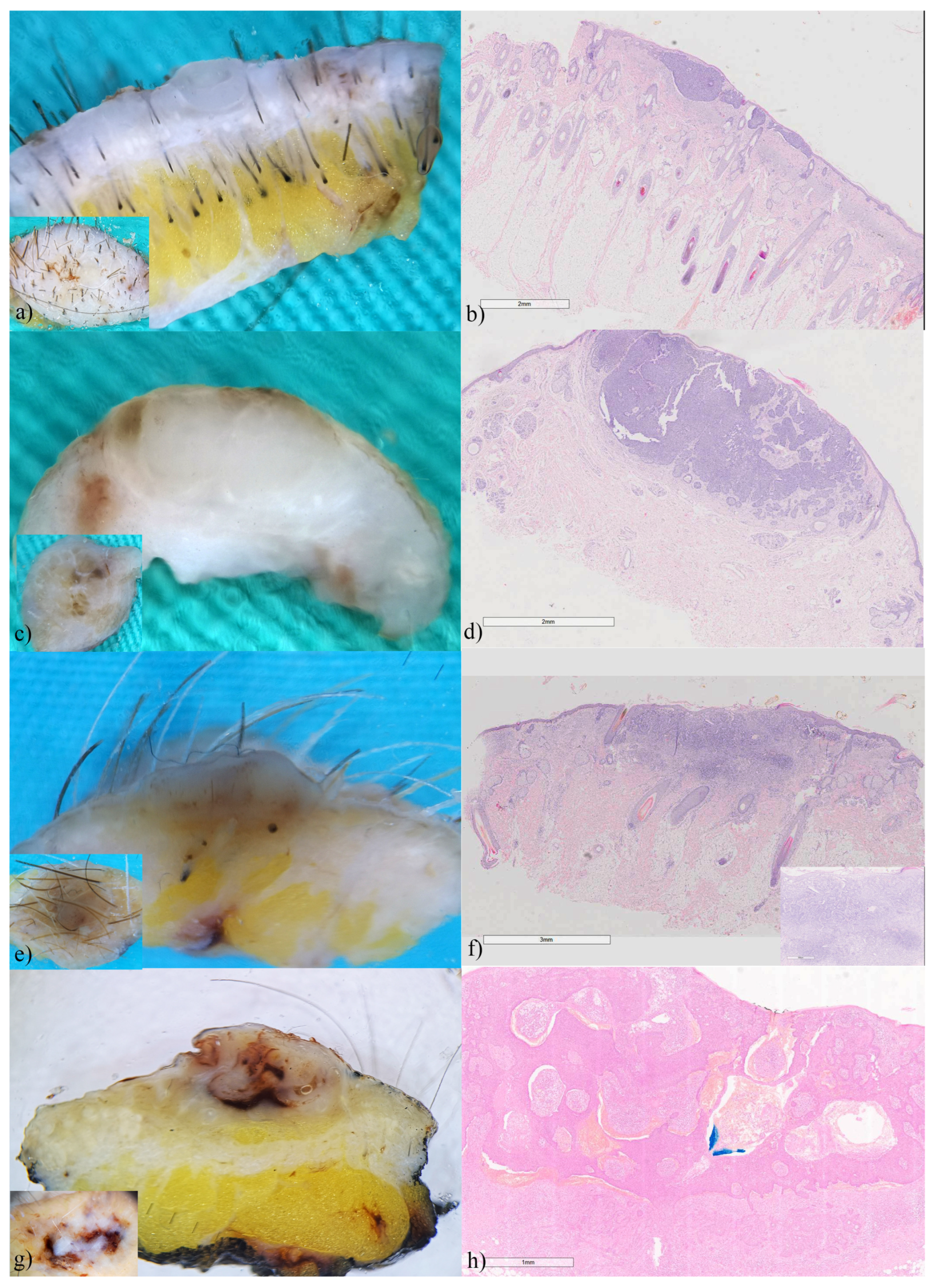 Biomedicines 12 01683 g001
