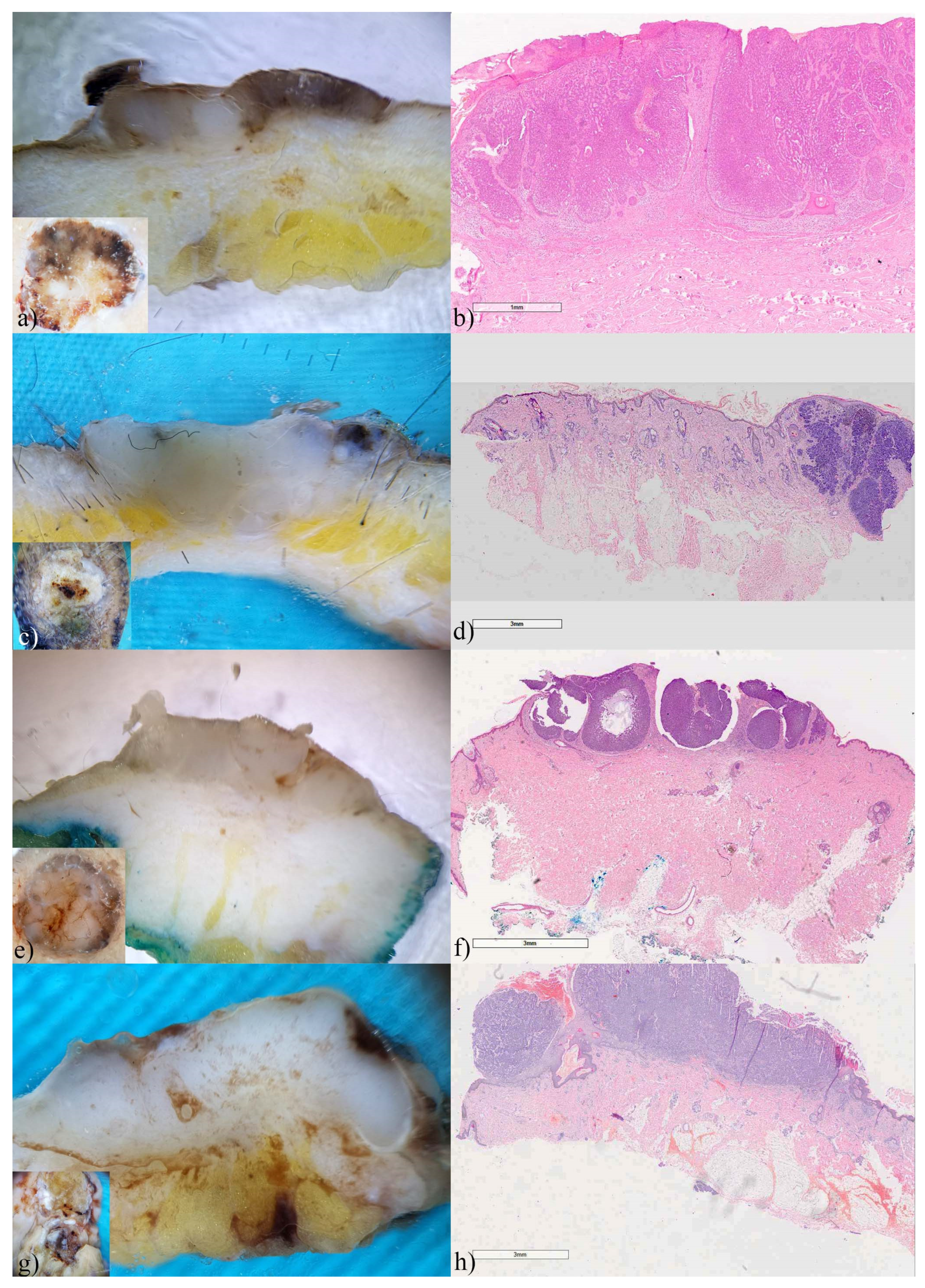 Biomedicines 12 01683 g003