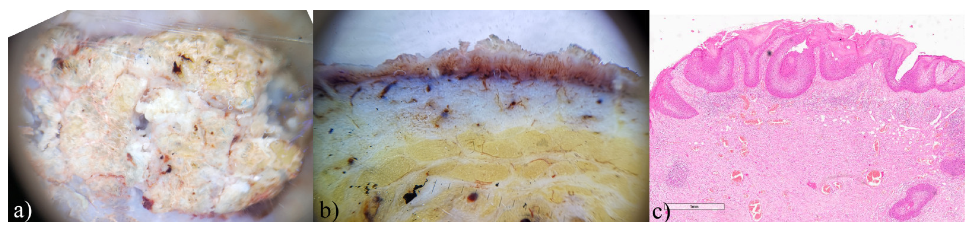 Biomedicines 12 01683 g005