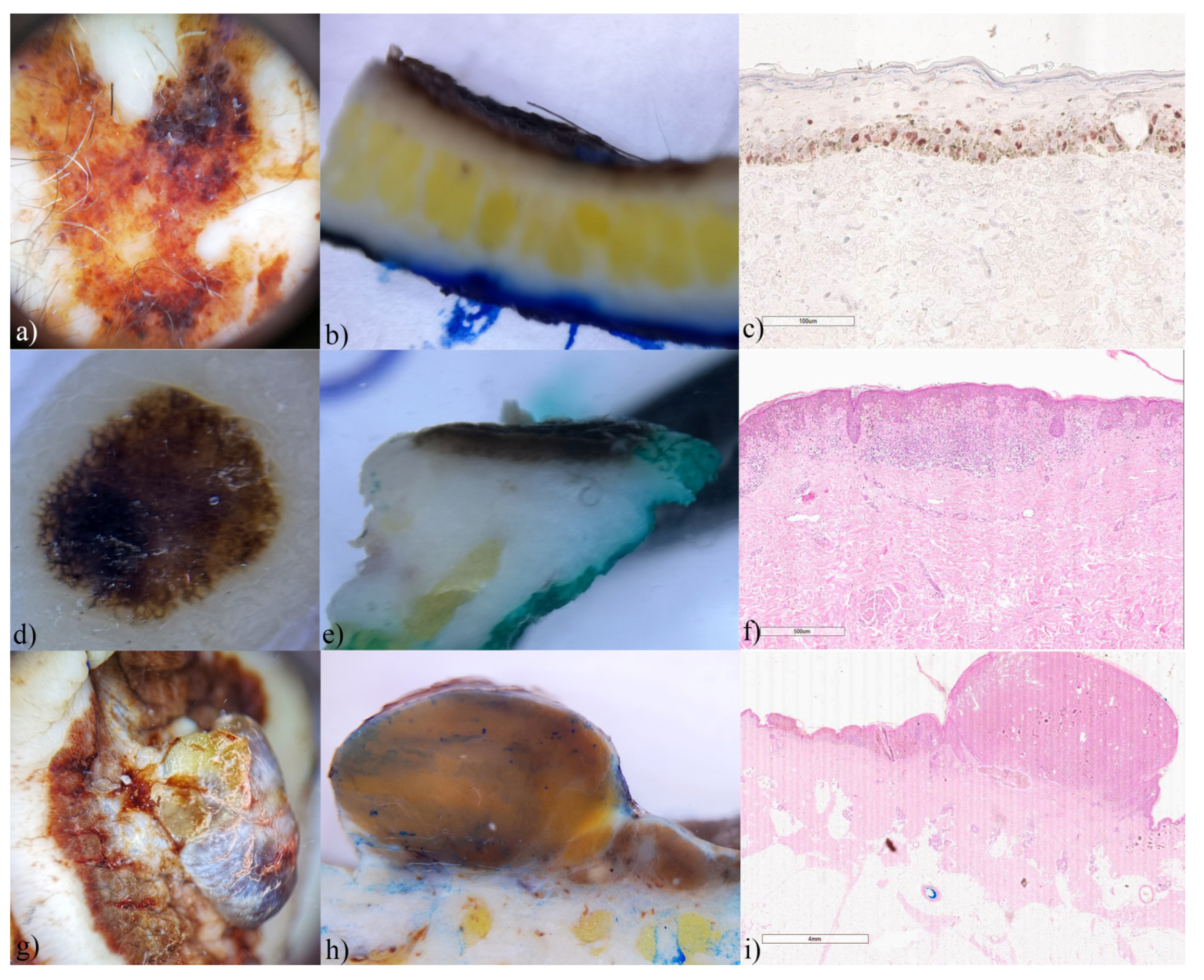 Biomedicines 12 01683 g007