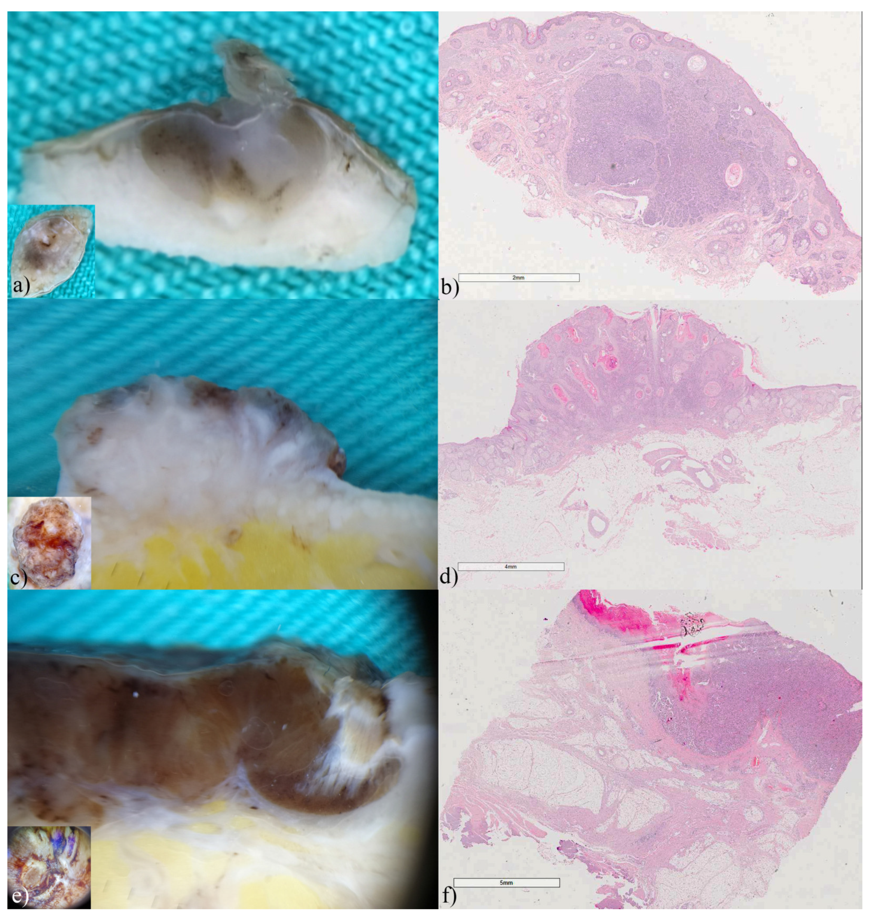 Biomedicines 12 01683 g009