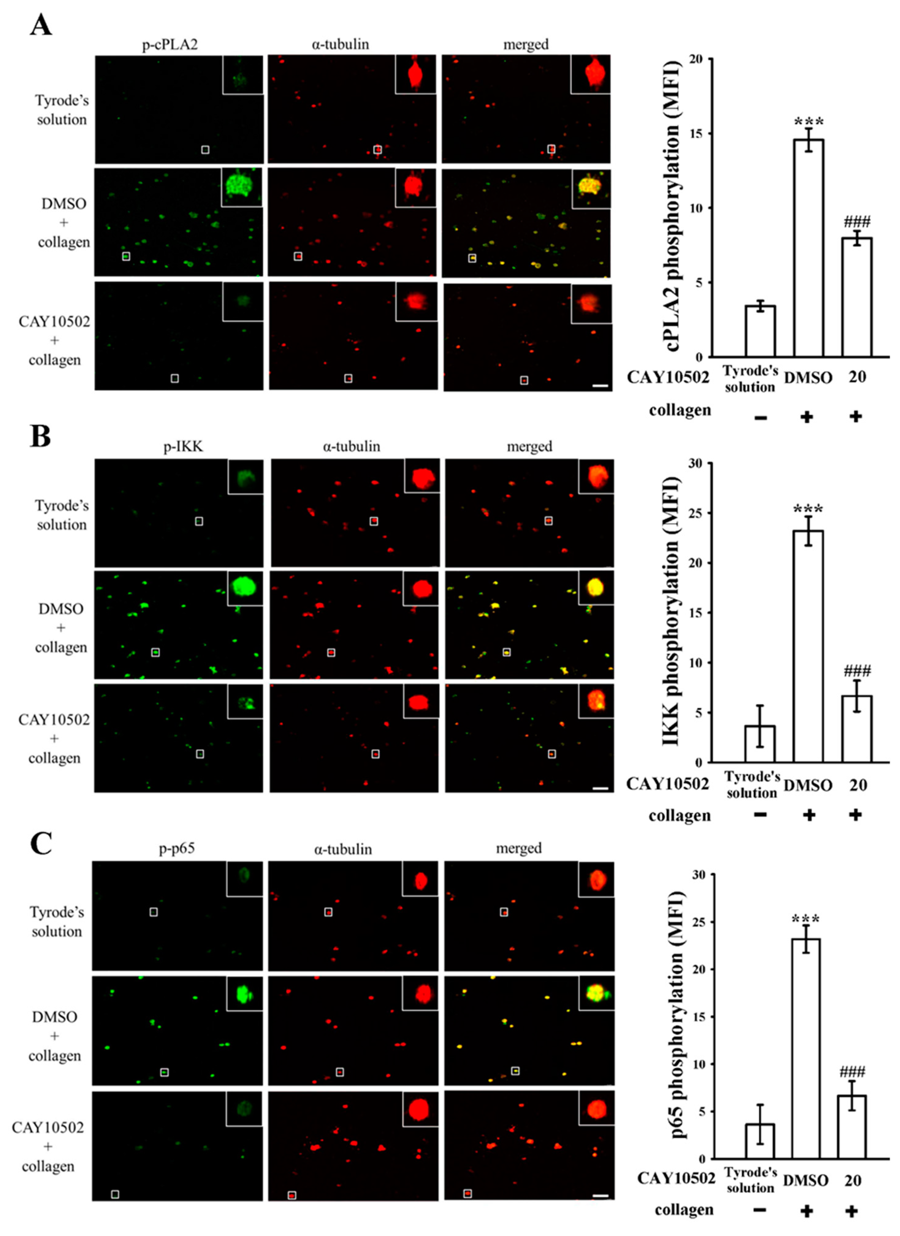 Biomedicines 12 01689 g004
