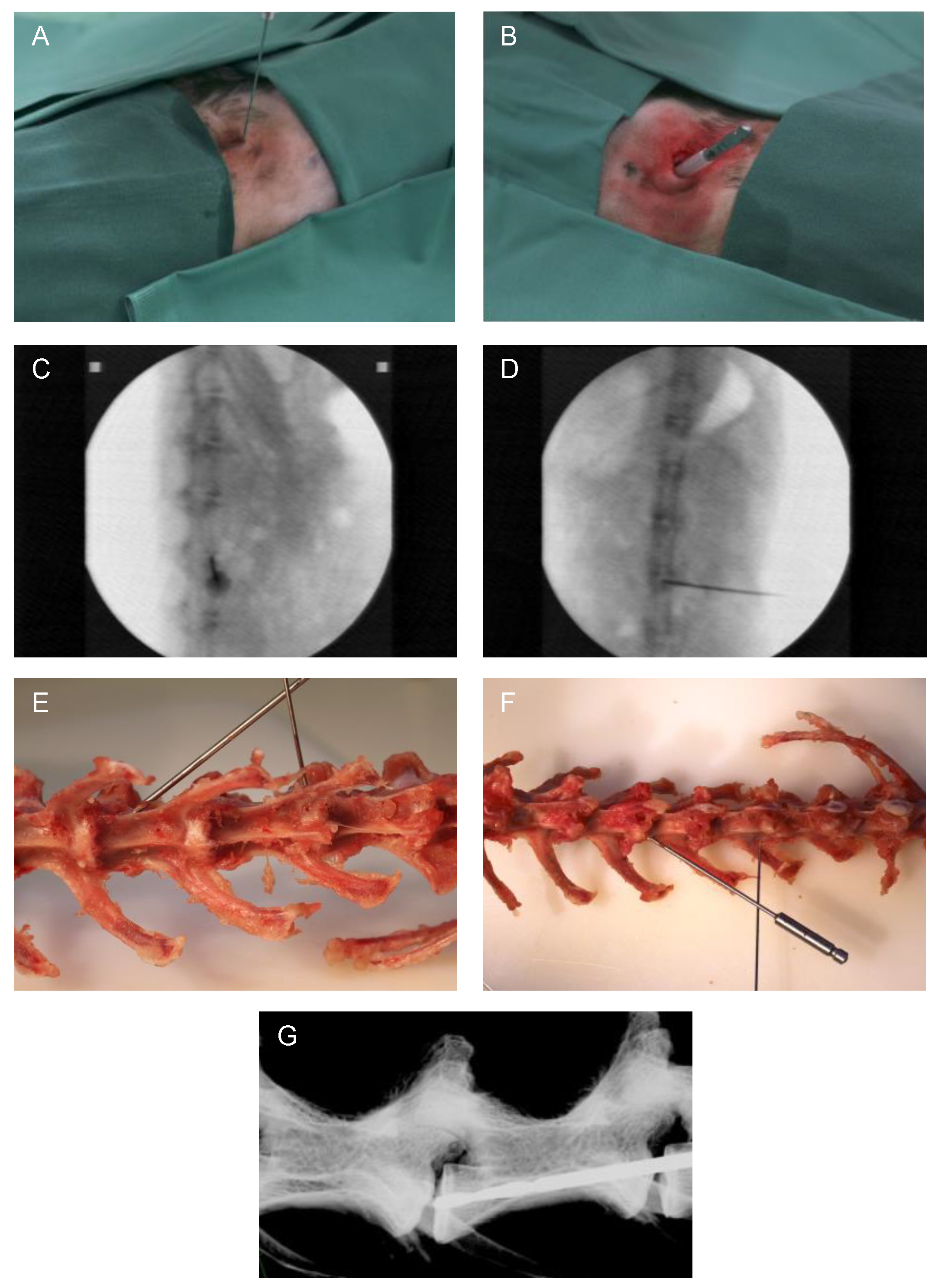 Biomedicines 12 01692 g001 Biomedicines 12 01692 g001