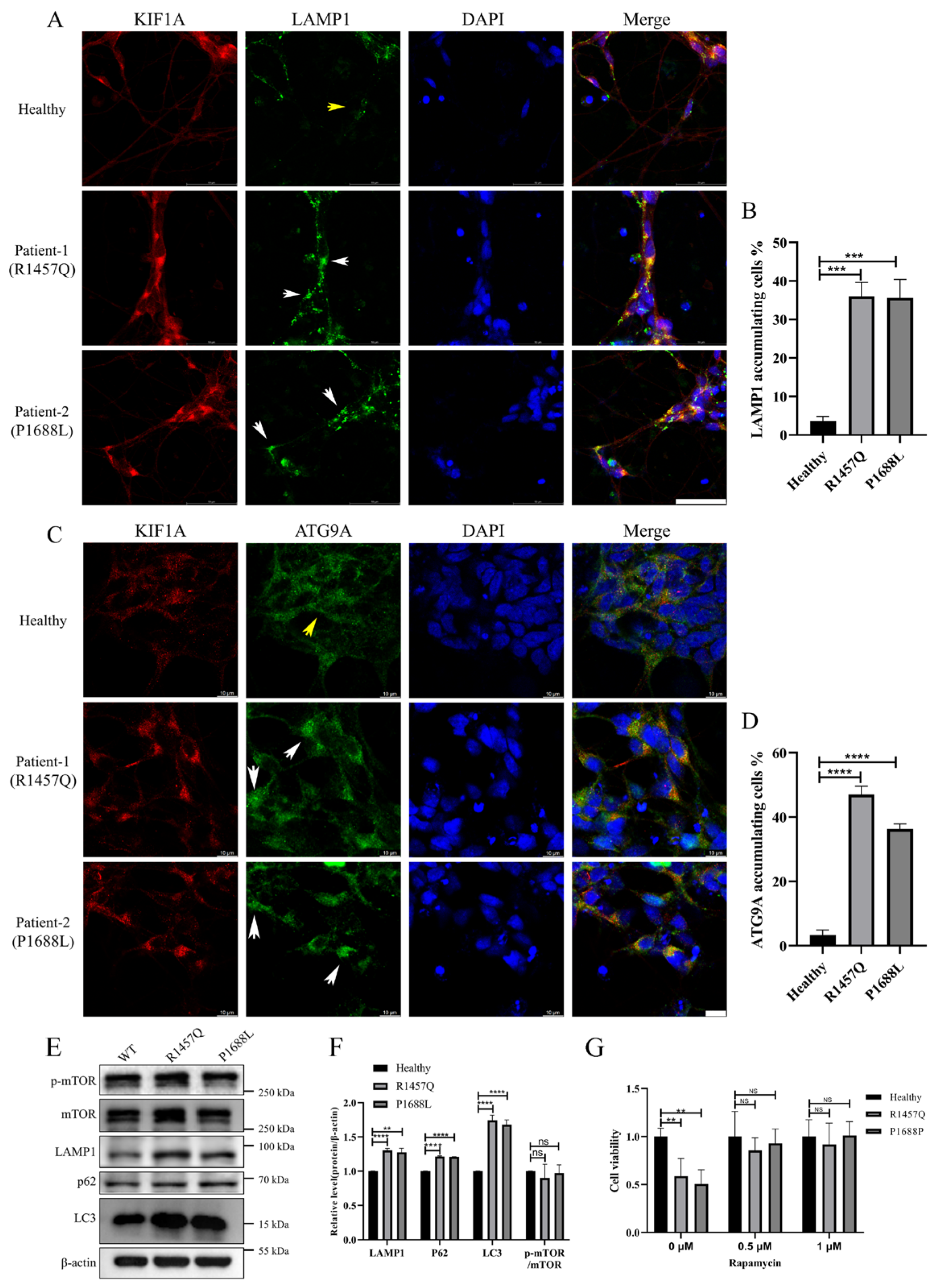 Biomedicines 12 01693 g006