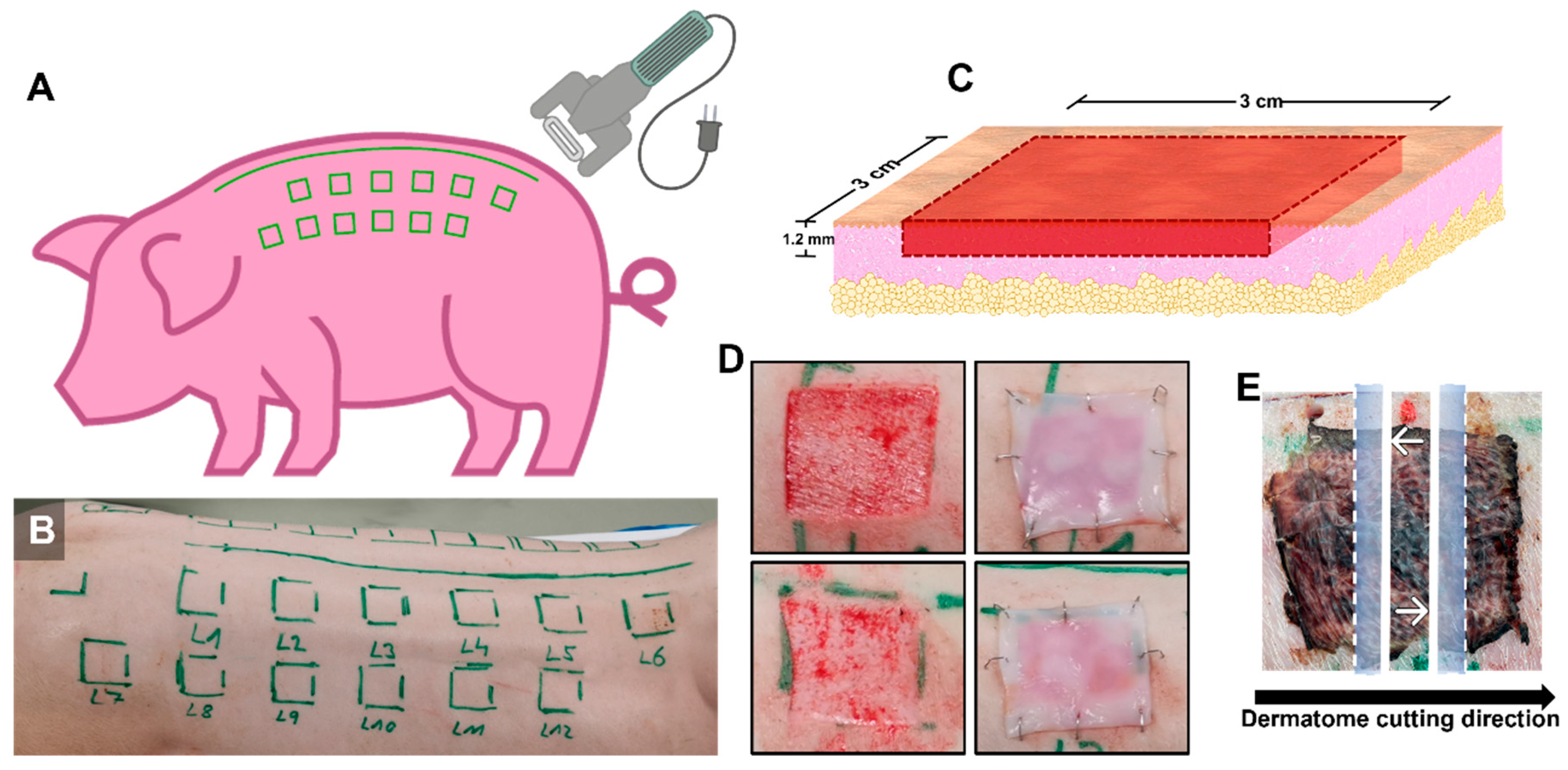 Biomedicines 12 01697 g001