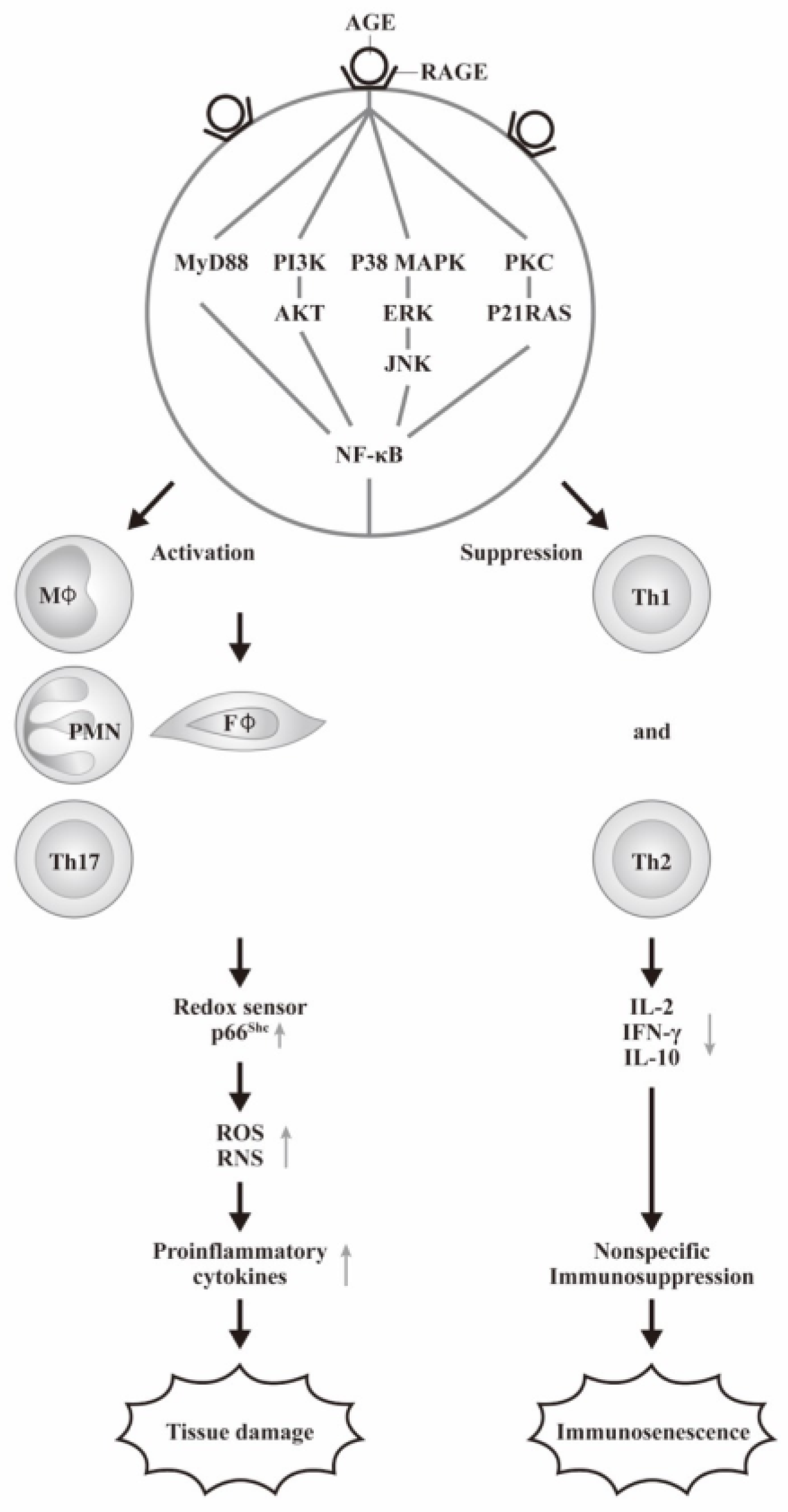 Biomedicines 12 01699 g003