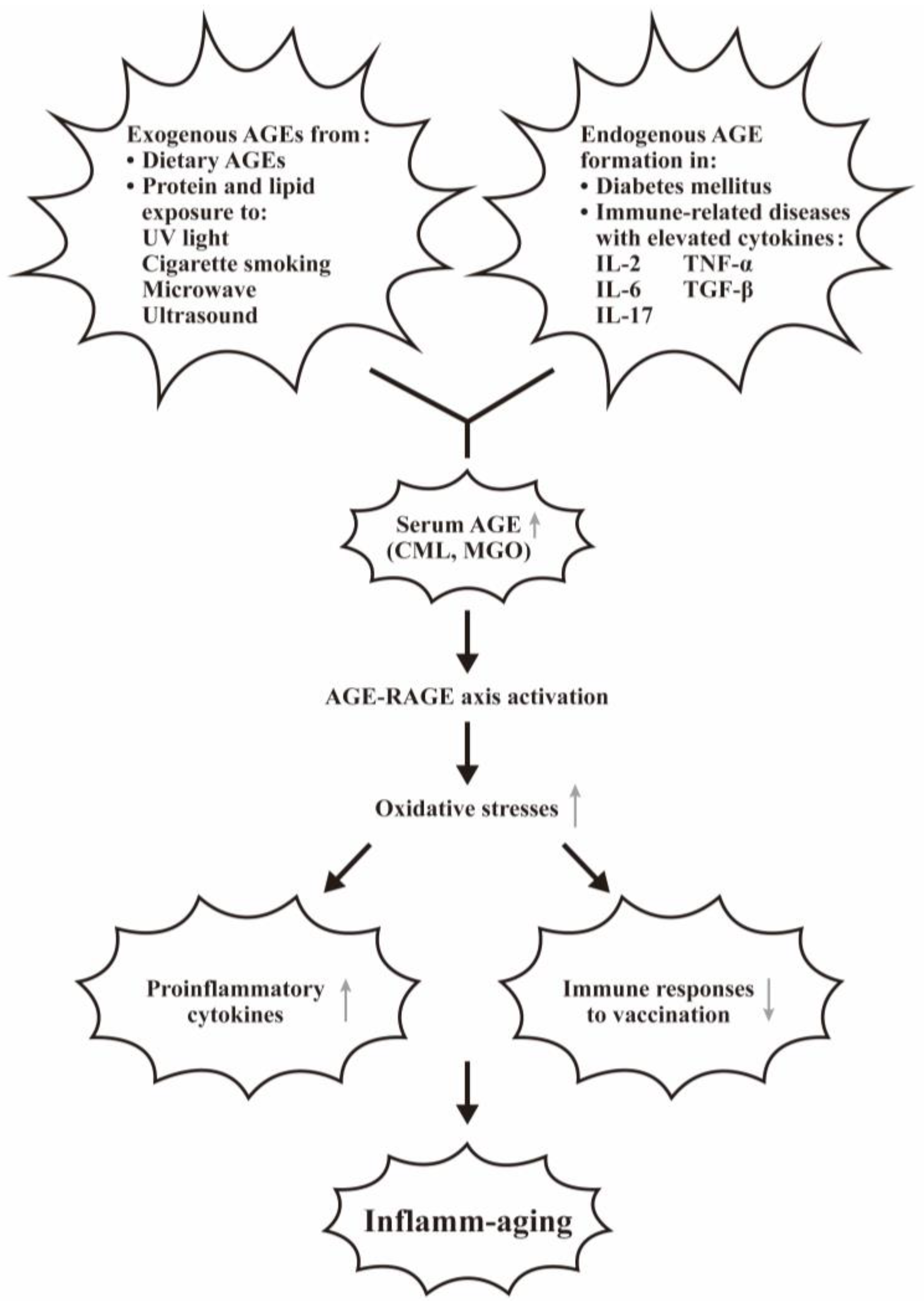 Biomedicines 12 01699 g004