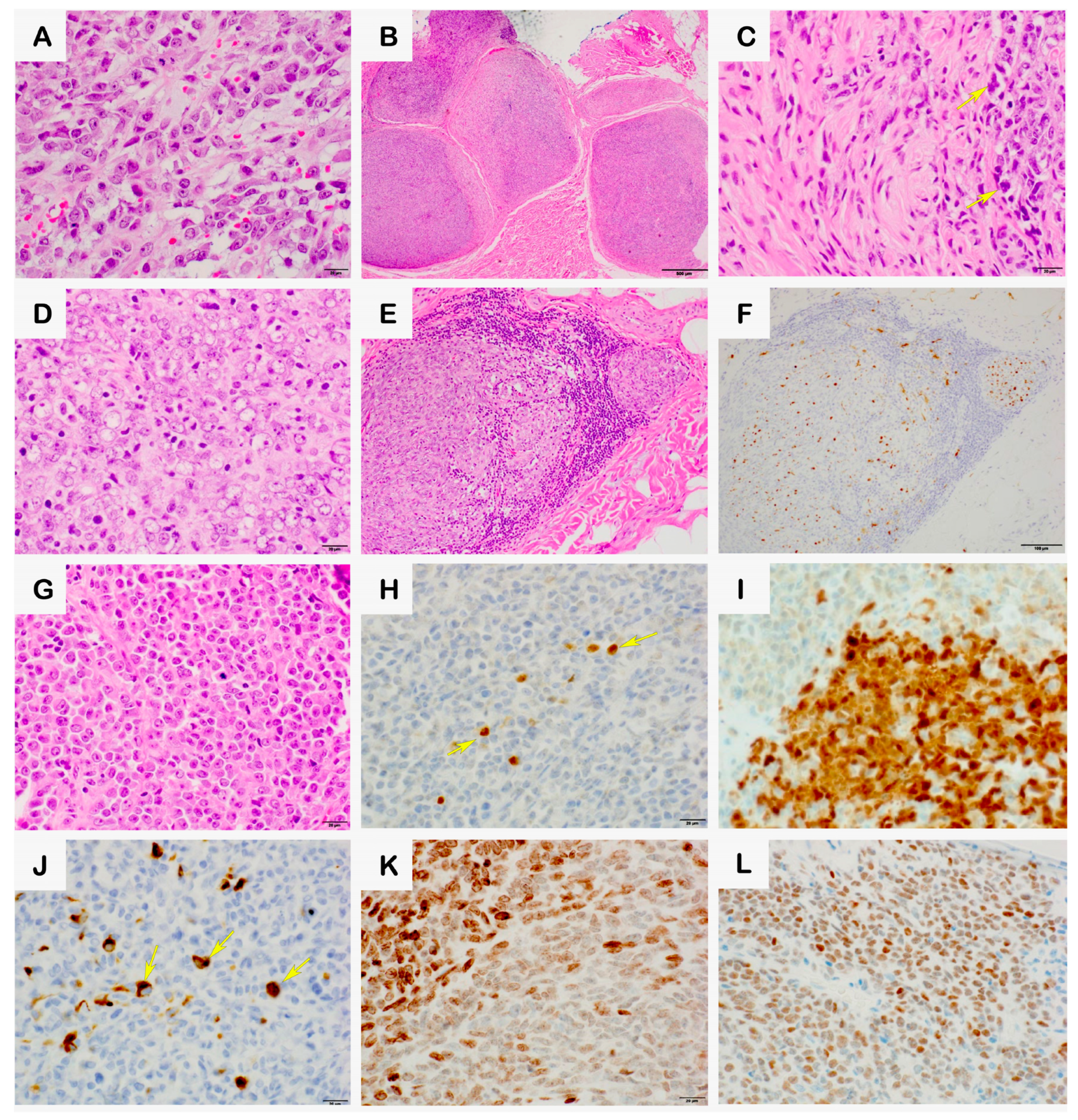 Biomedicines 12 01709 g002