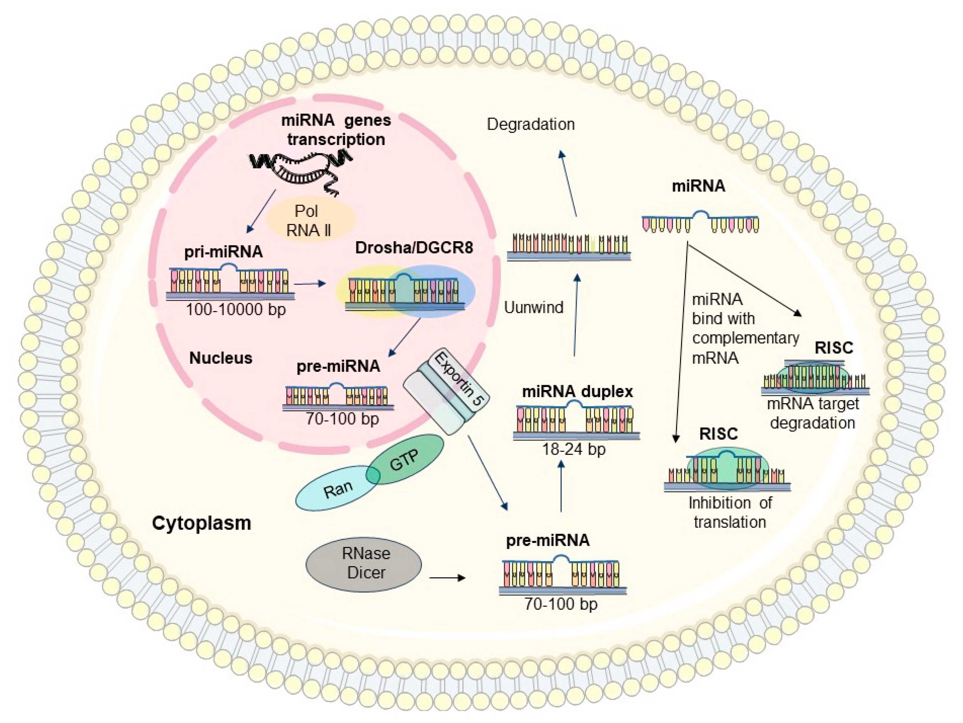 Biomedicines 12 01713 g002
