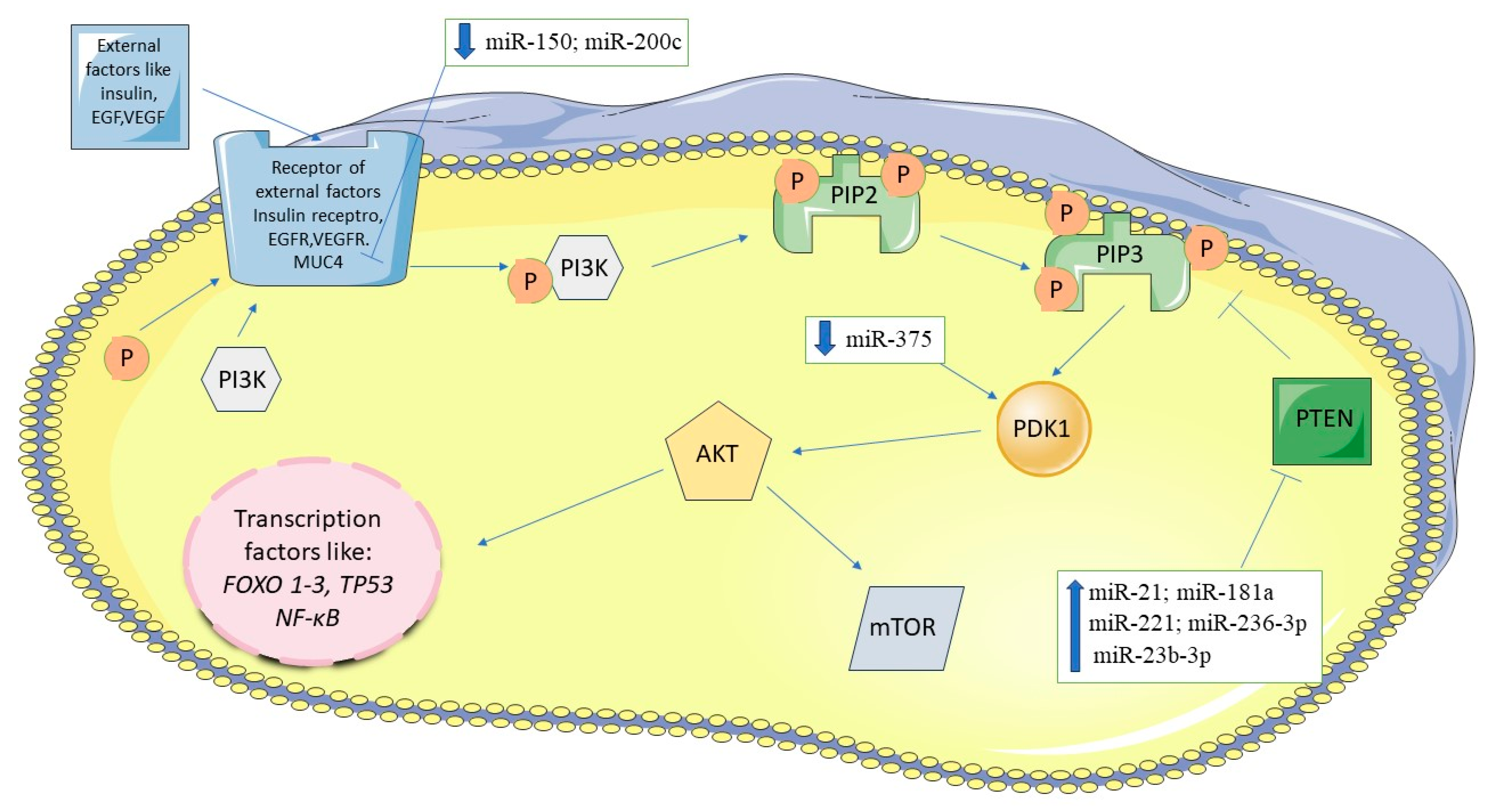 Biomedicines 12 01713 g003