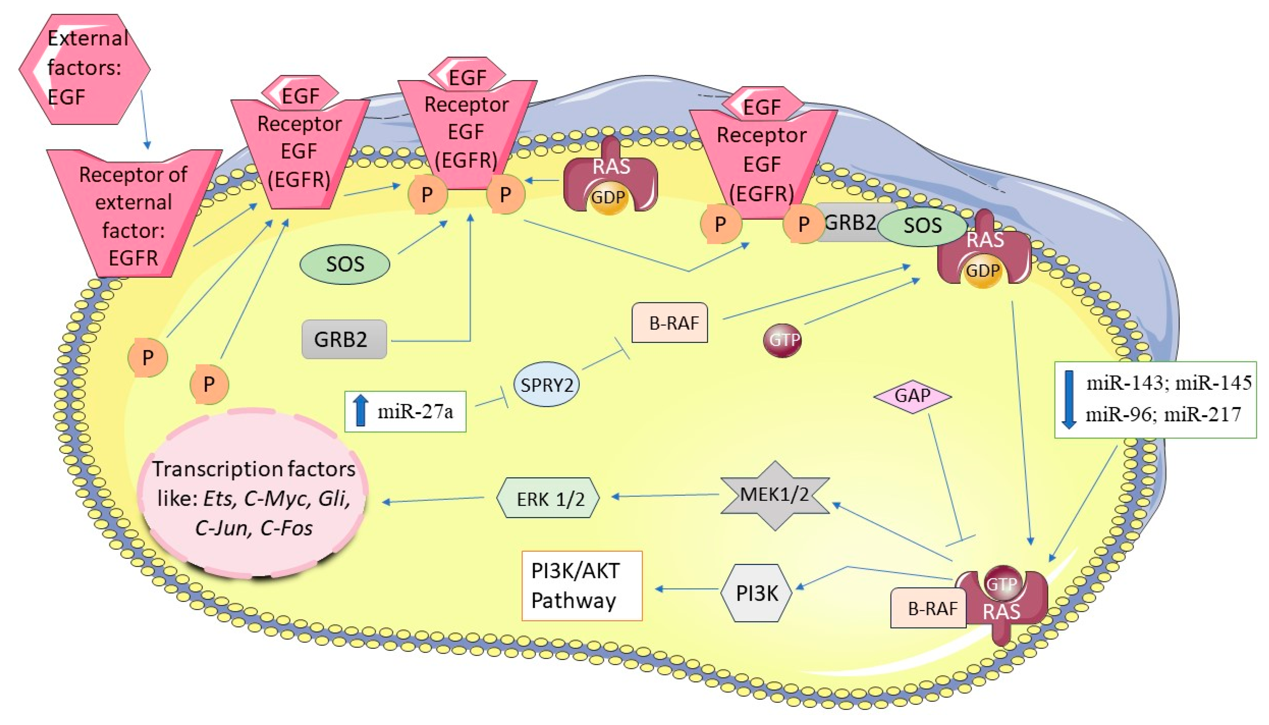 Biomedicines 12 01713 g004