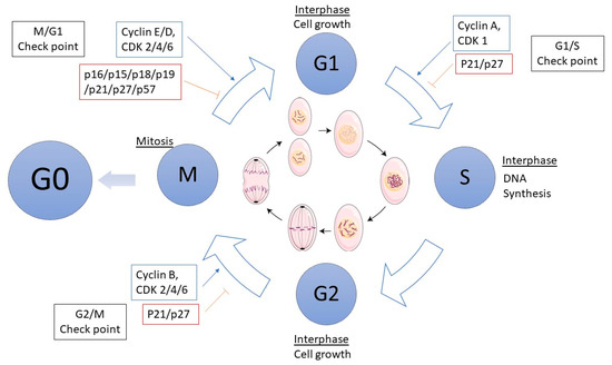 Using microRNAs Networks to Understand Pancreatic Cancer—A