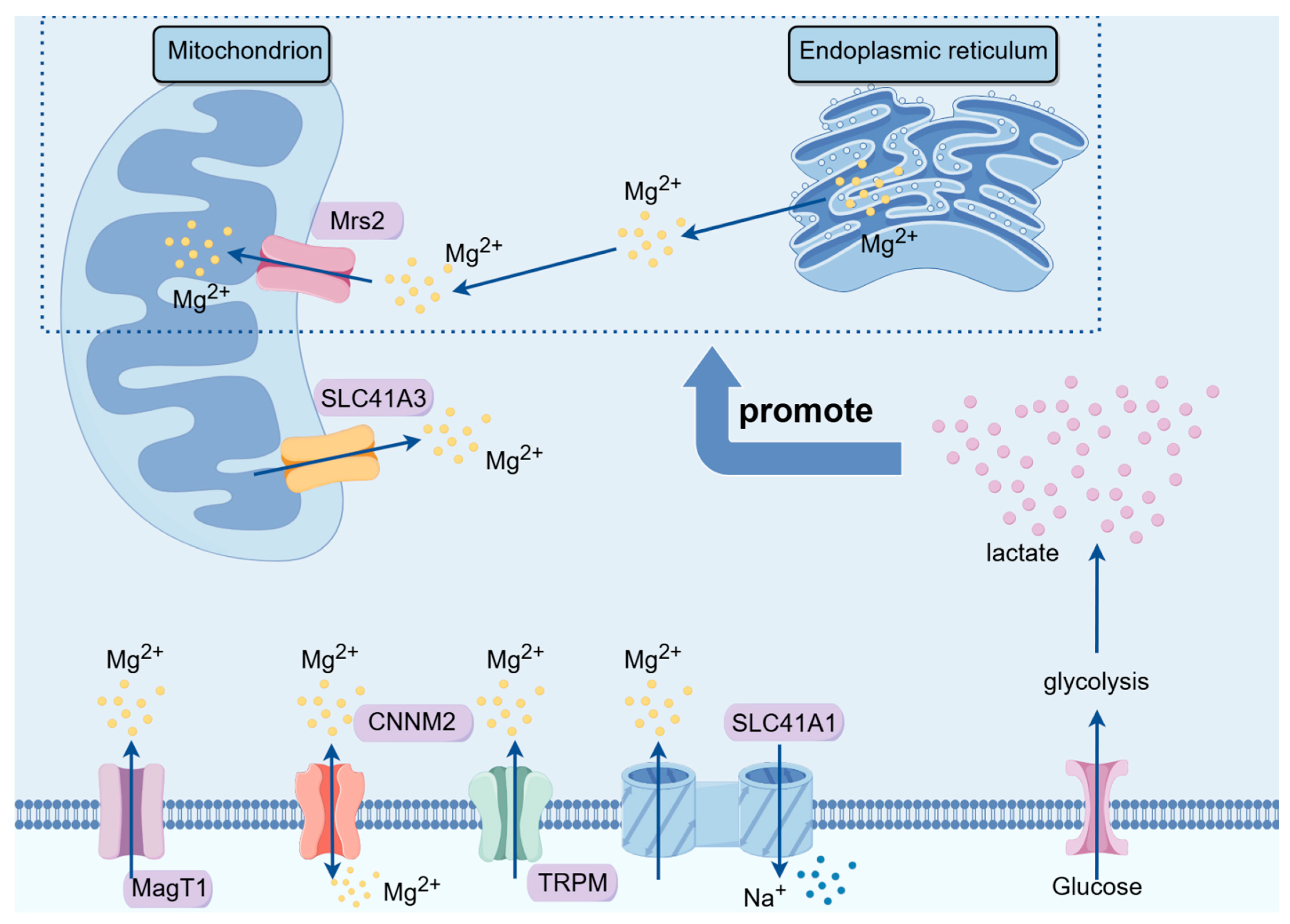 Biomedicines 12 01717 g001