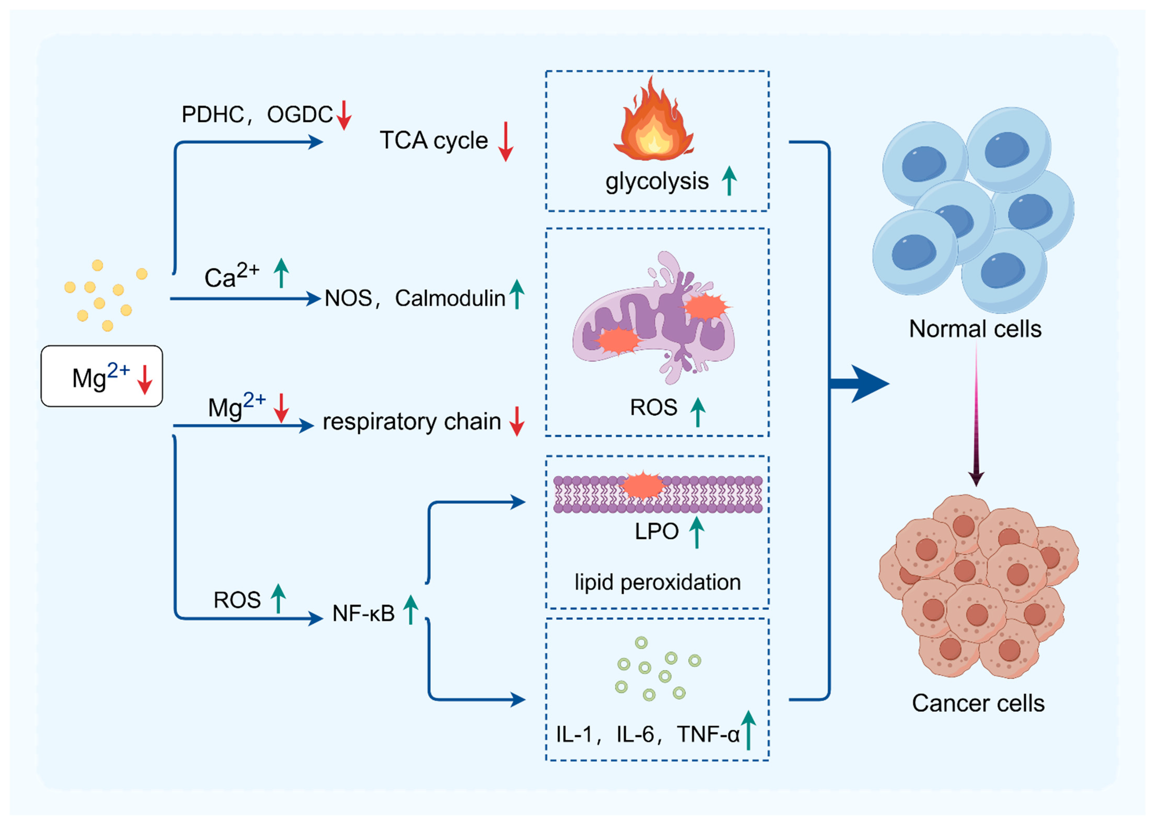 Biomedicines 12 01717 g003