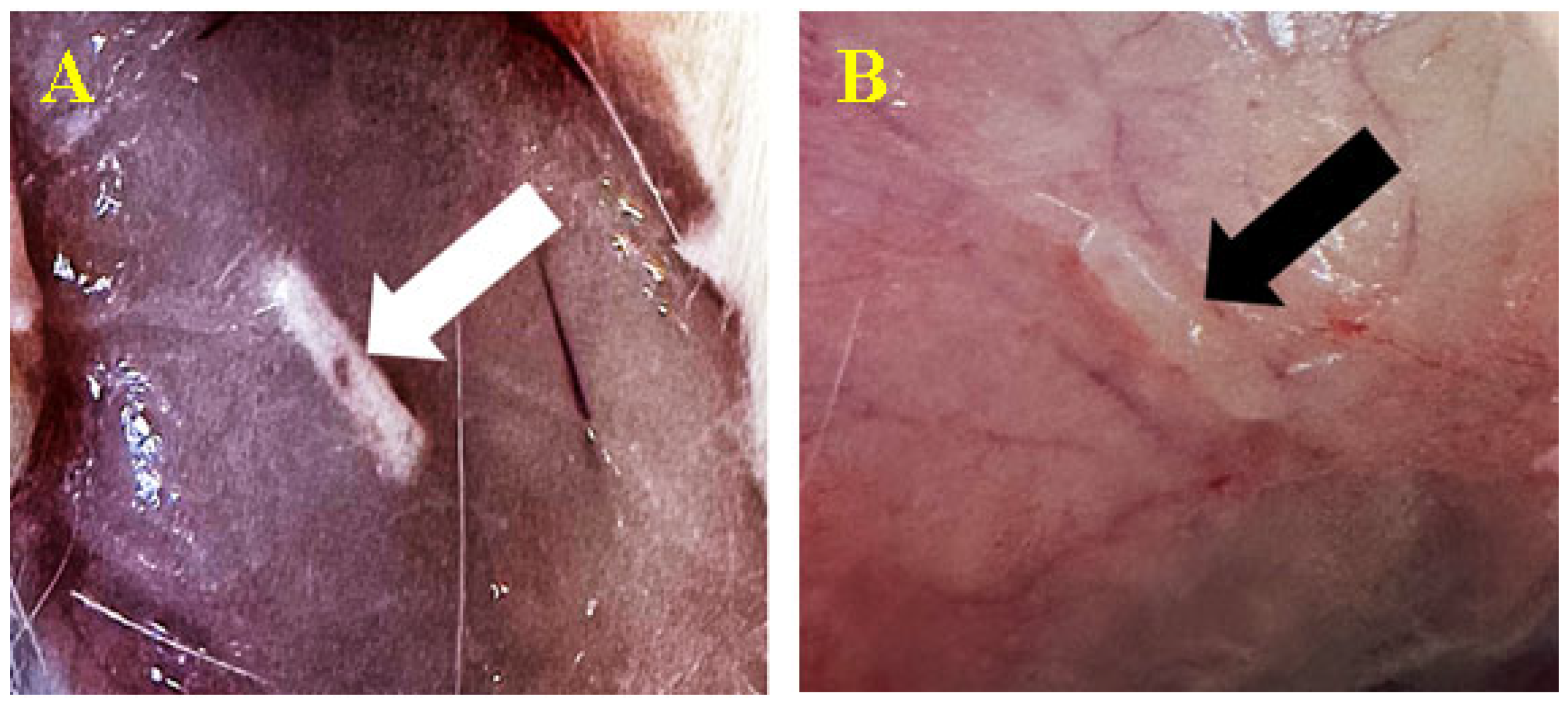 Biomedicines 12 01718 g003
