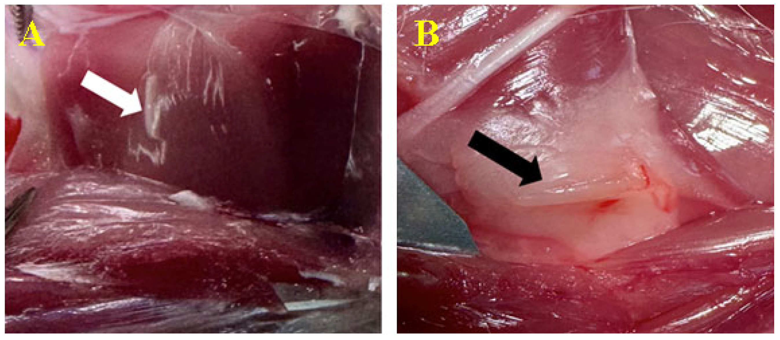 Biomedicines 12 01718 g006