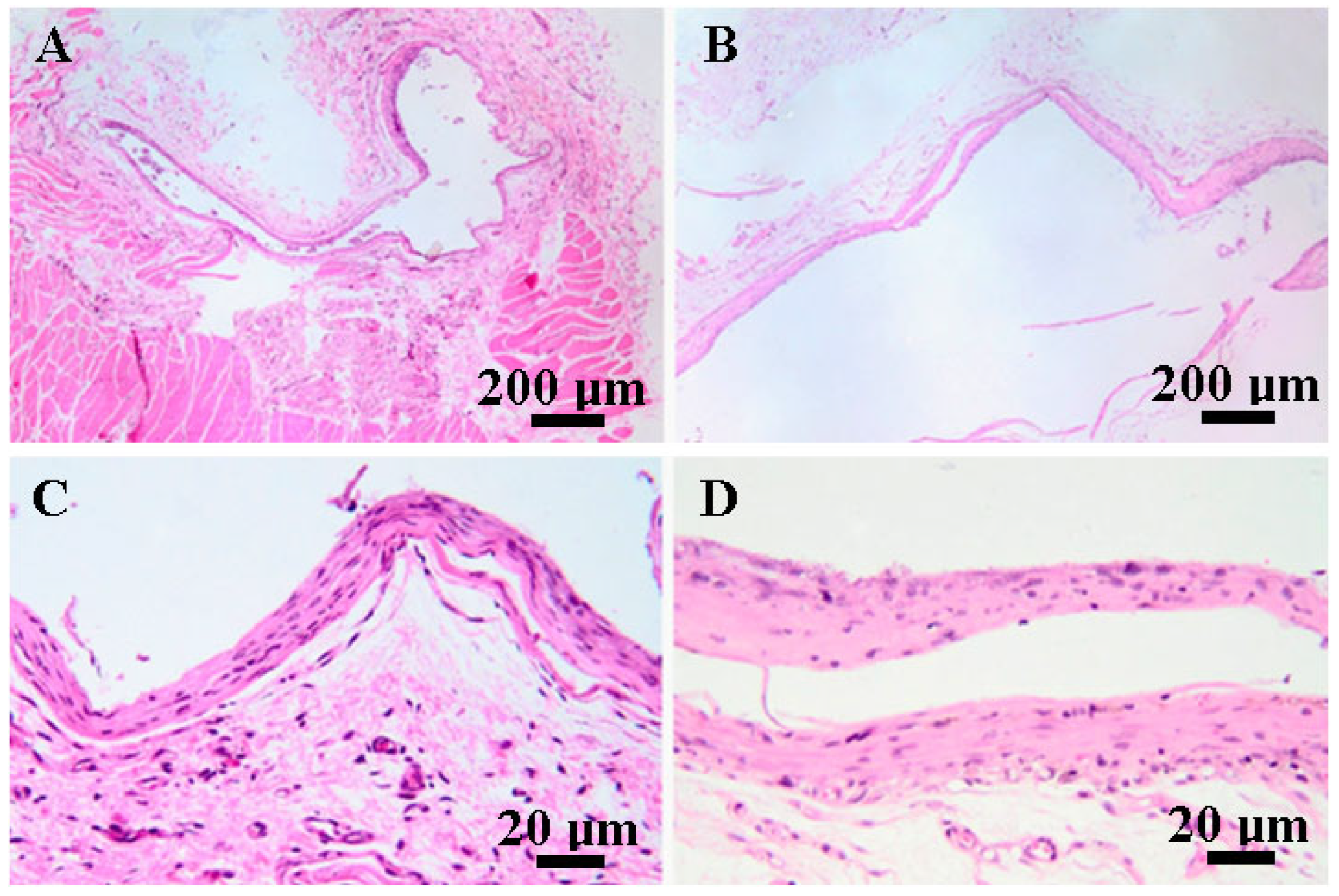 Biomedicines 12 01718 g010