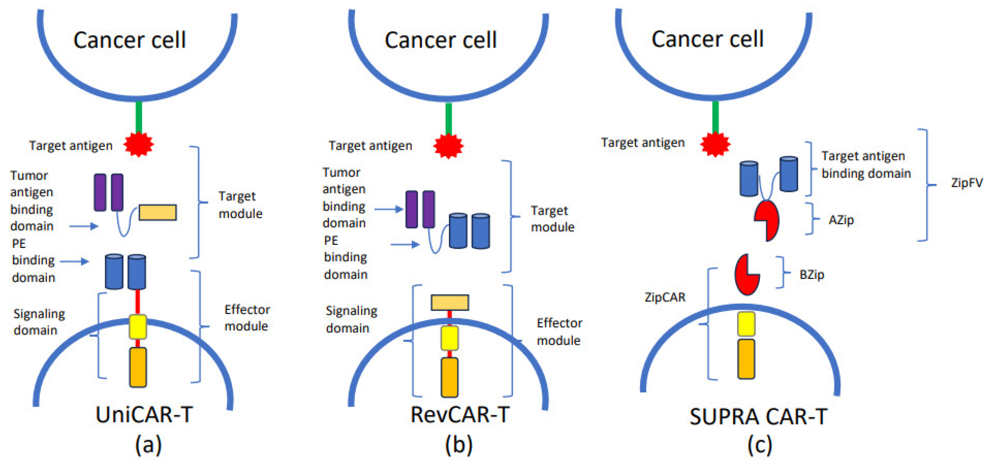 Biomedicines 12 01721 g002
