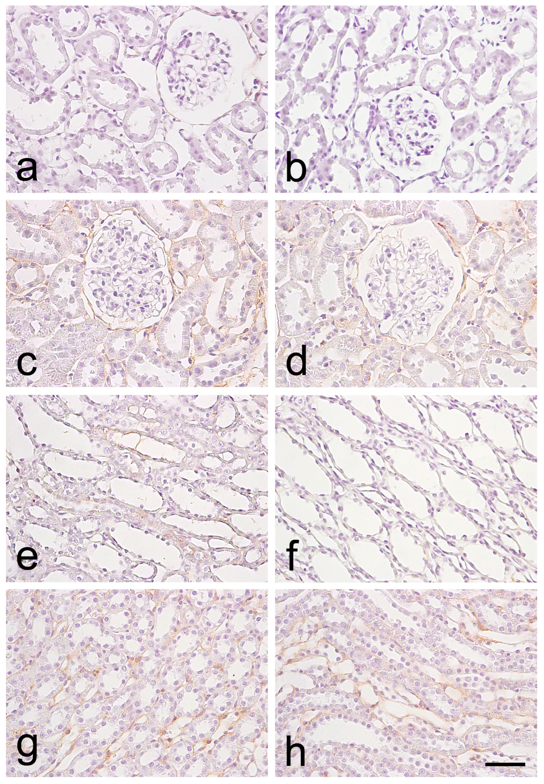 Biomedicines 12 01723 g002