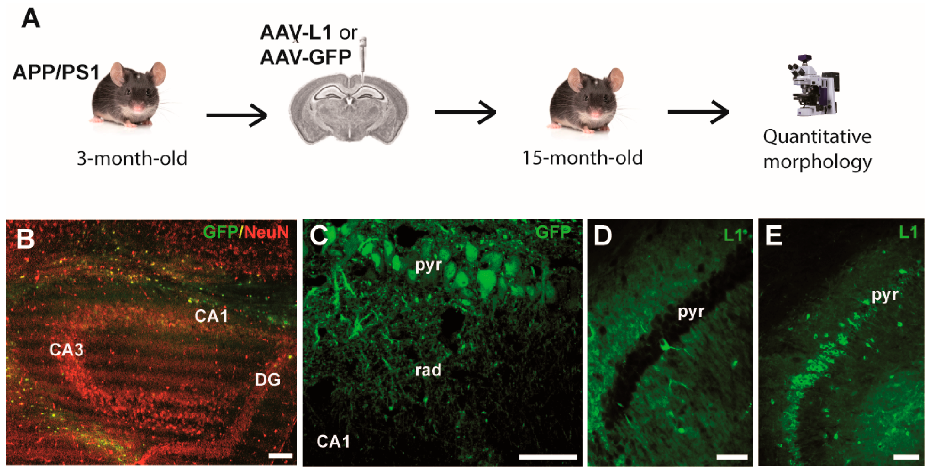 Biomedicines 12 01726 g001