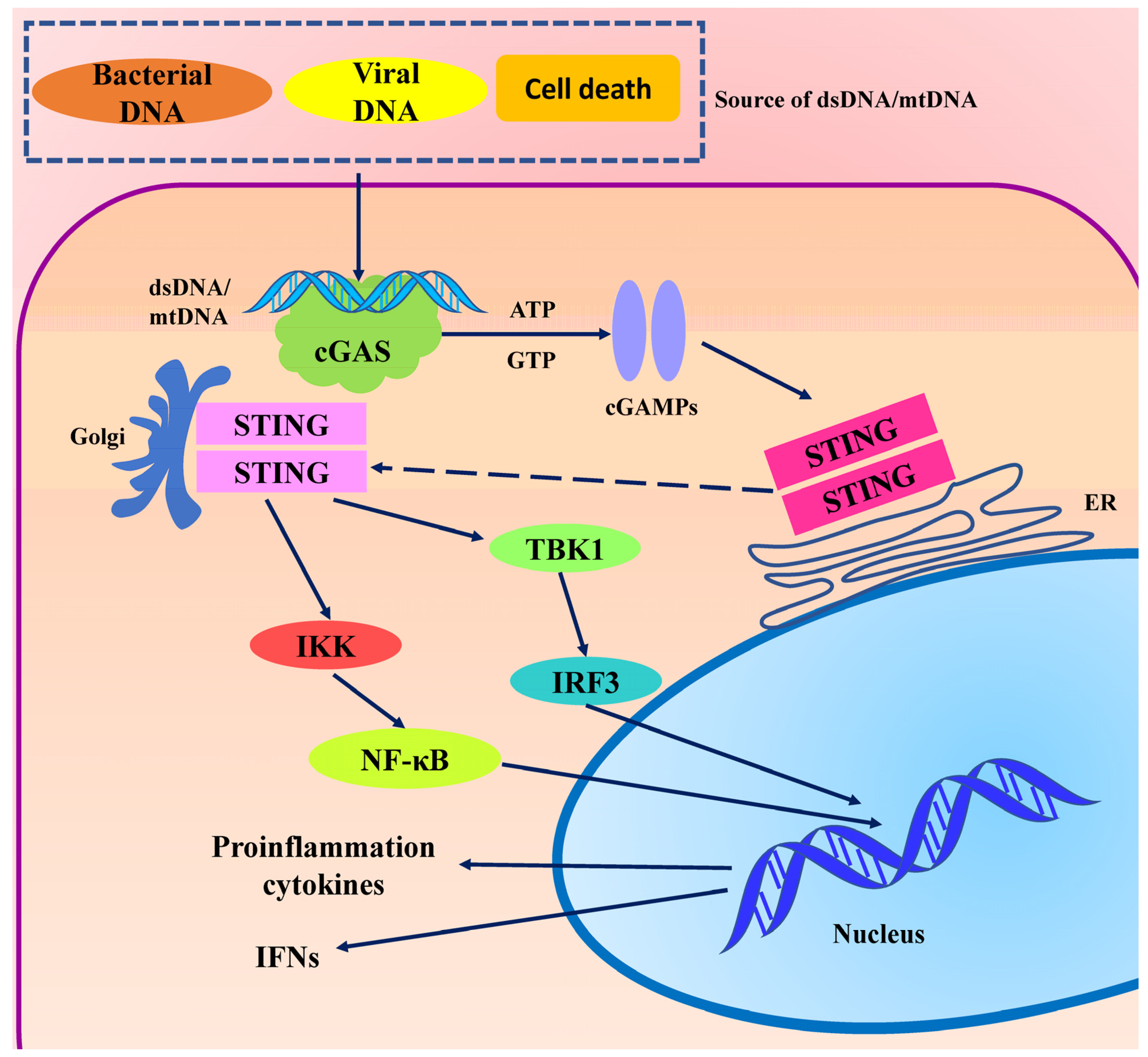 Biomedicines 12 01728 g001 Biomedicines 12 01728 g001