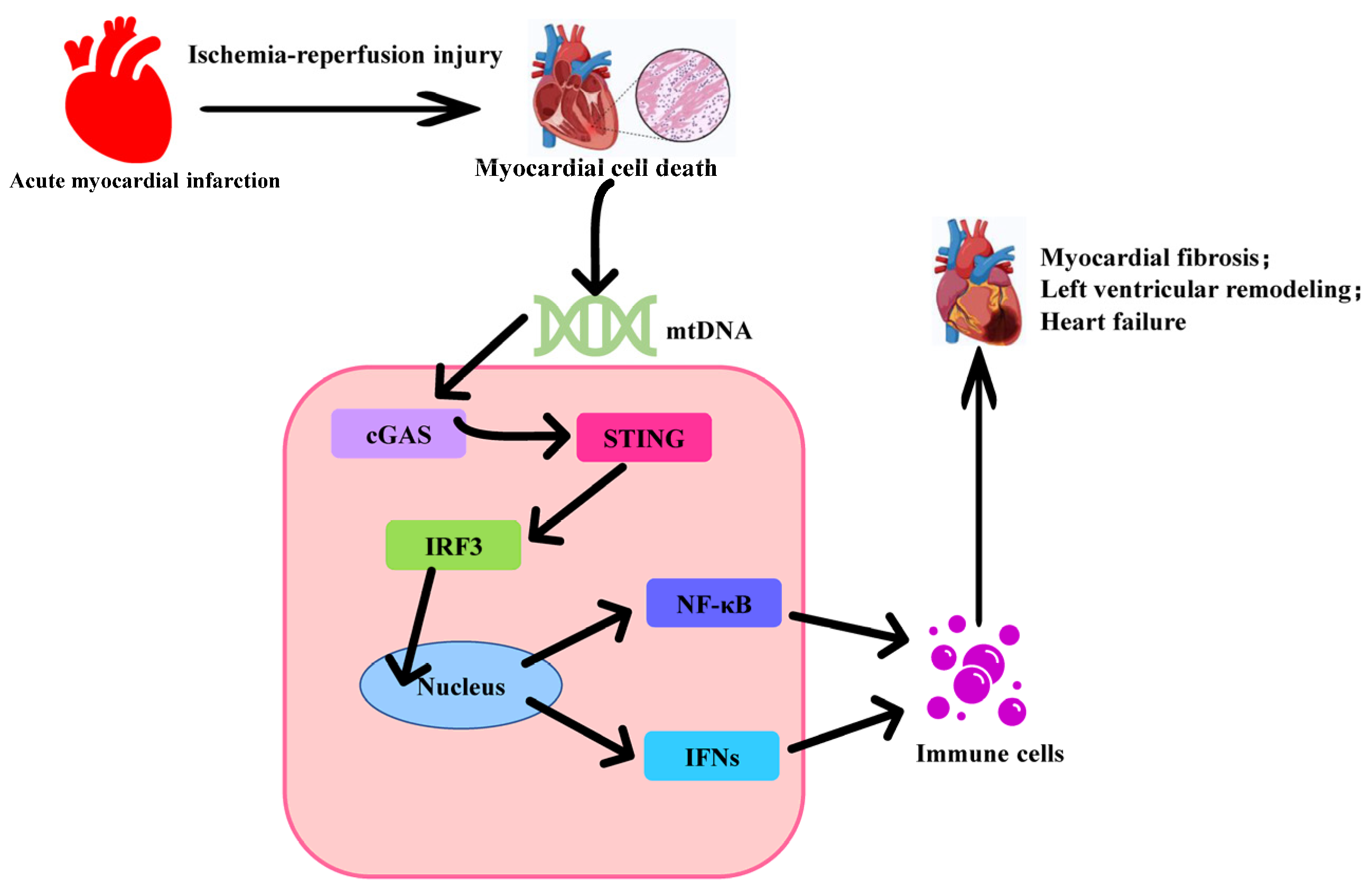 Biomedicines 12 01728 g002 Biomedicines 12 01728 g002