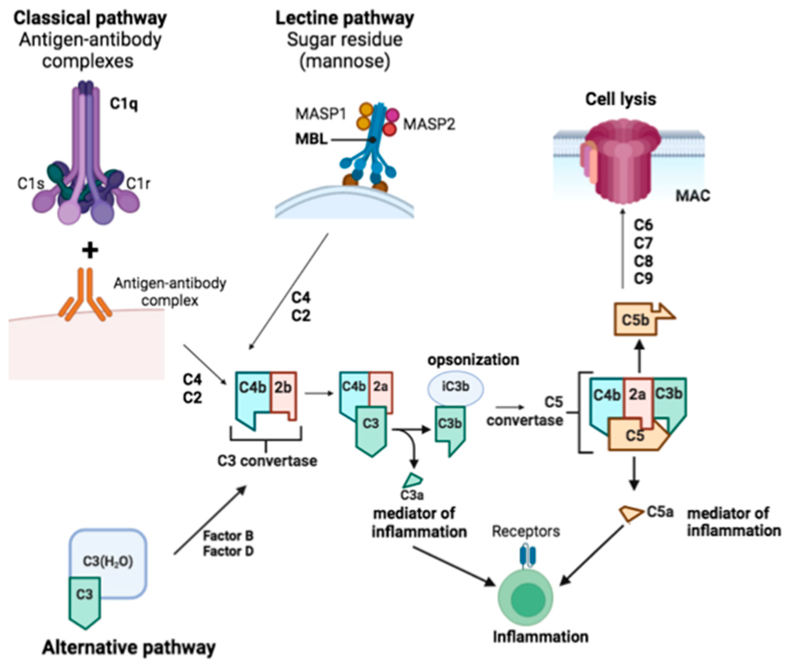 Biomedicines 12 01737 g002