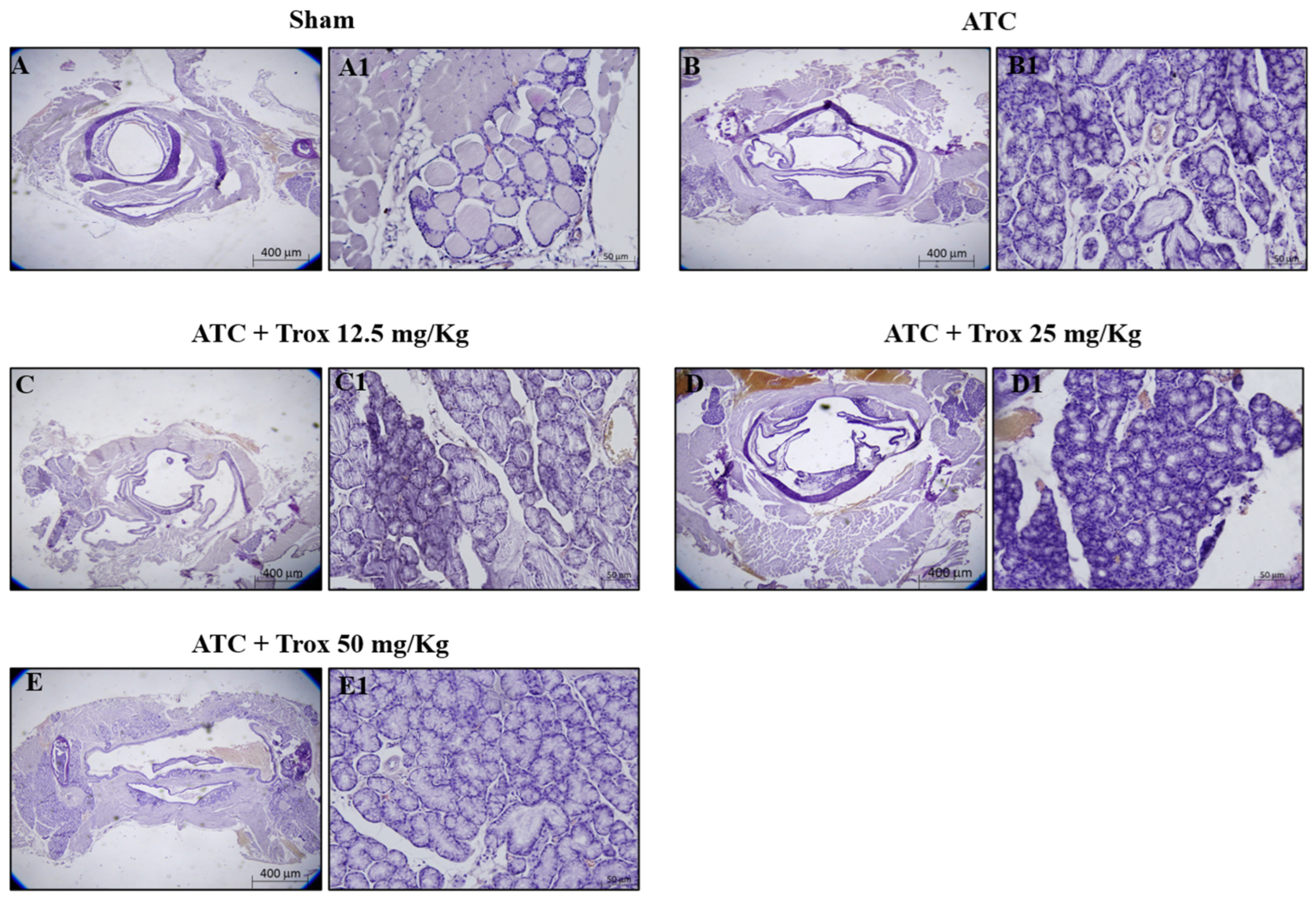 Biomedicines 12 01755 g007 Biomedicines 12 01755 g007