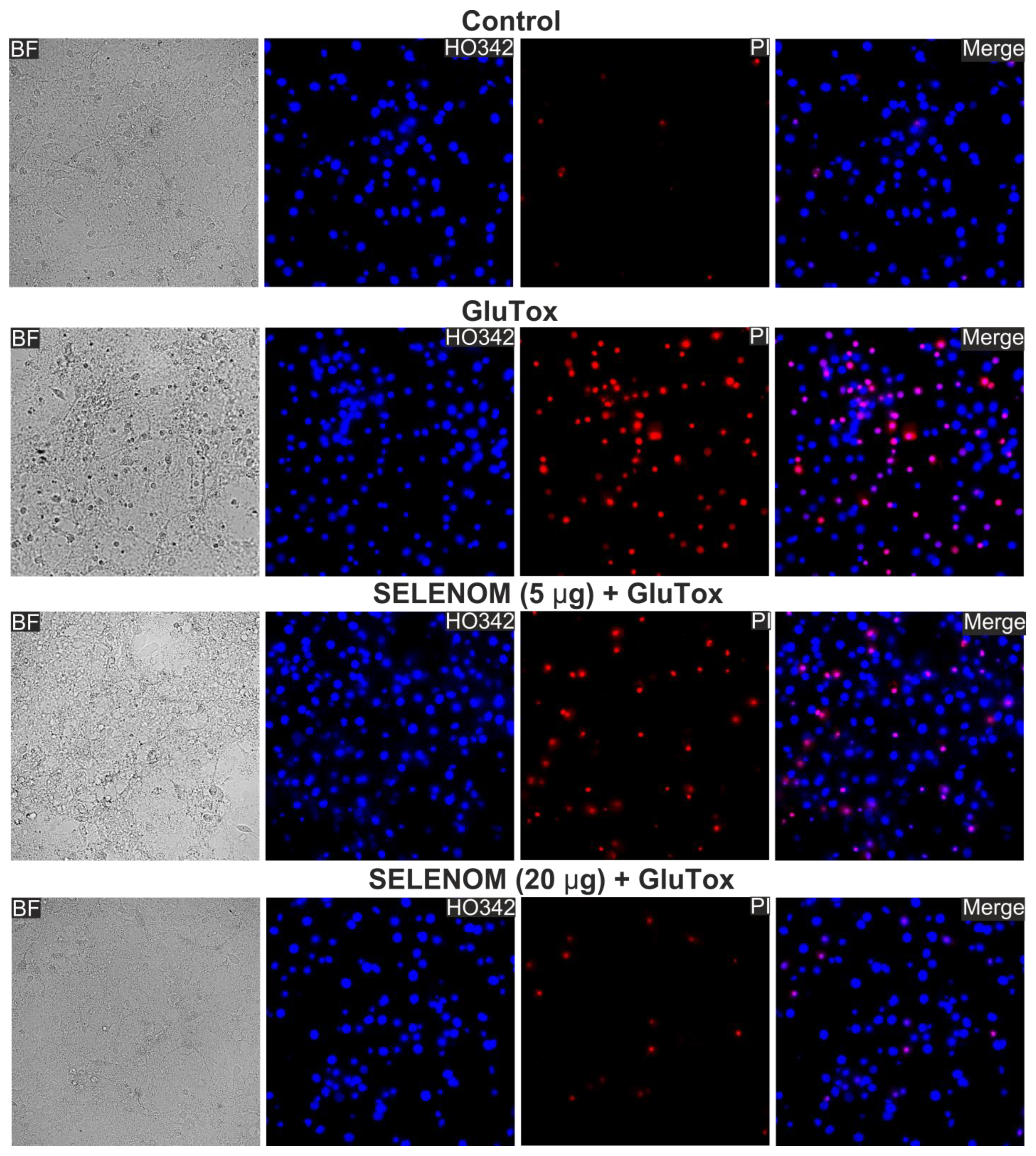 Biomedicines 12 01756 g001