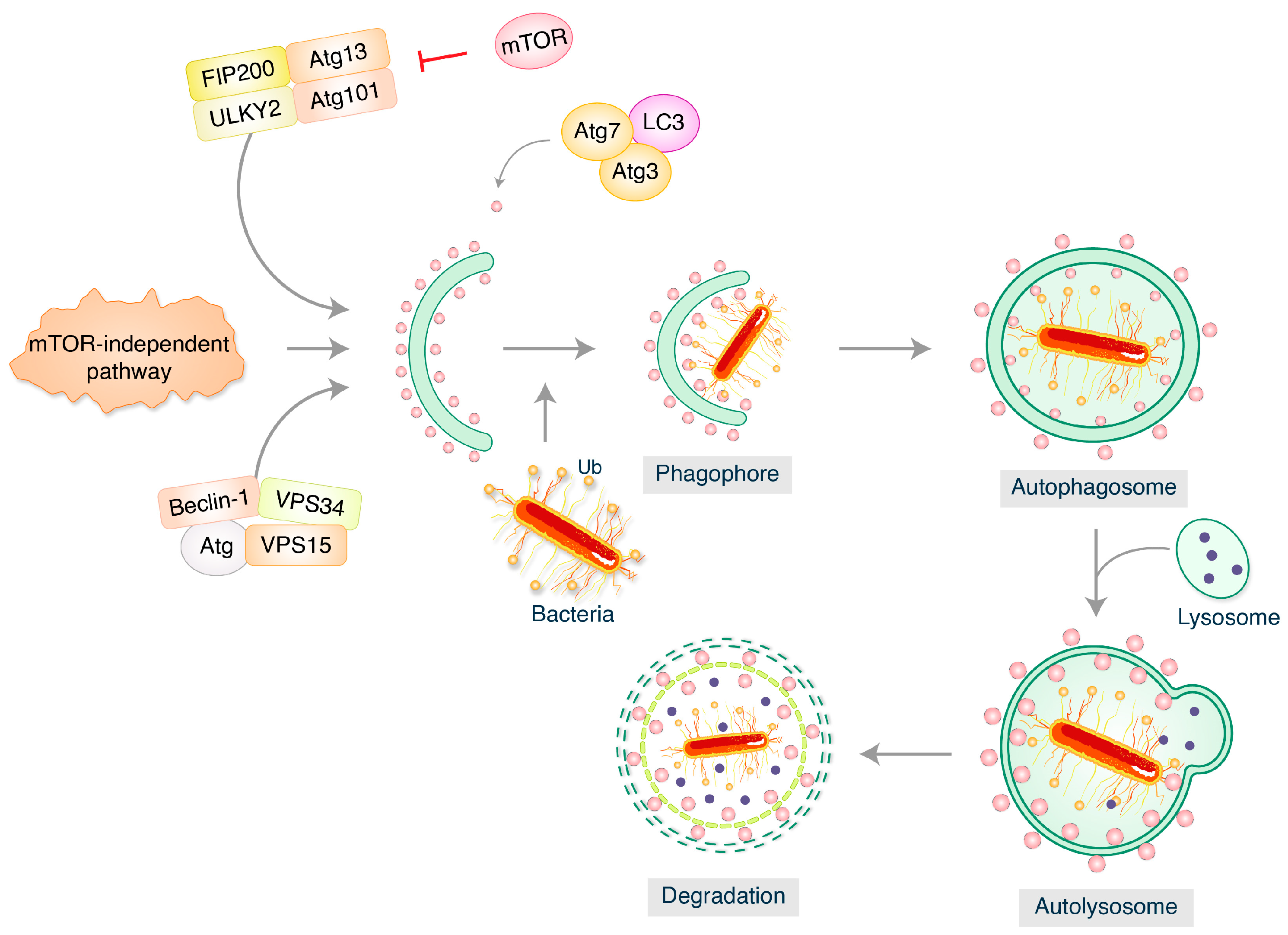 Biomedicines 12 01757 g001 Biomedicines 12 01757 g001