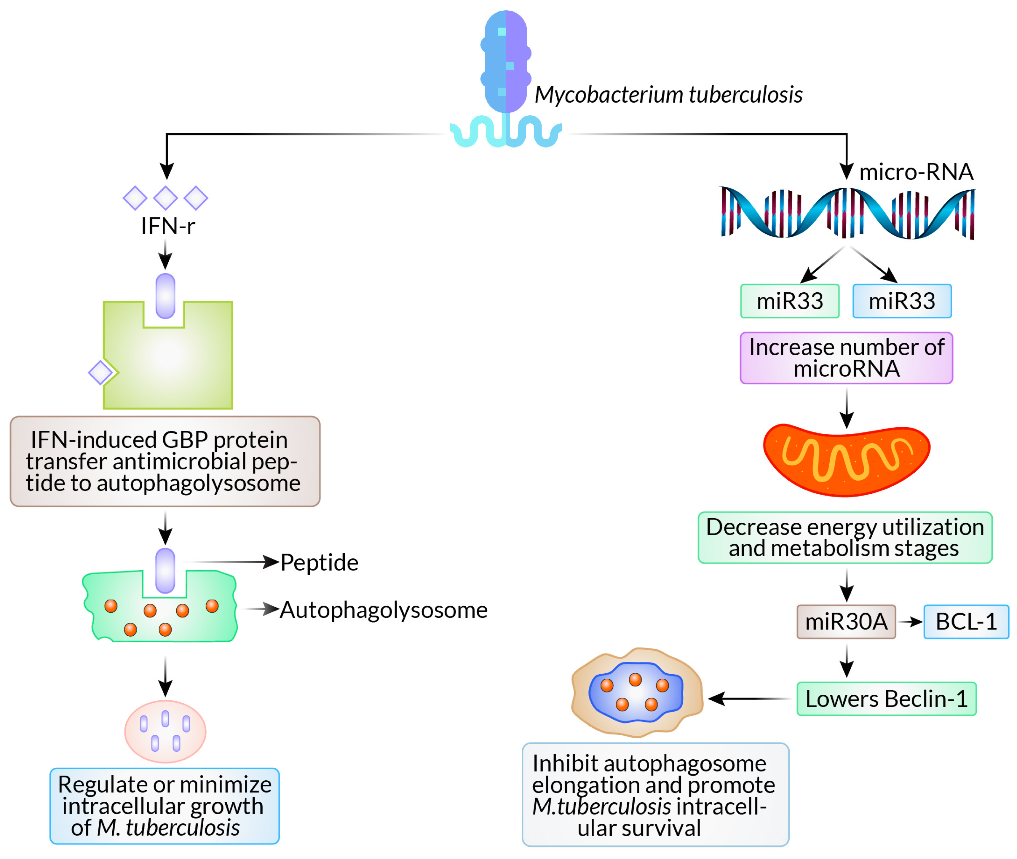 Biomedicines 12 01757 g002 Biomedicines 12 01757 g002
