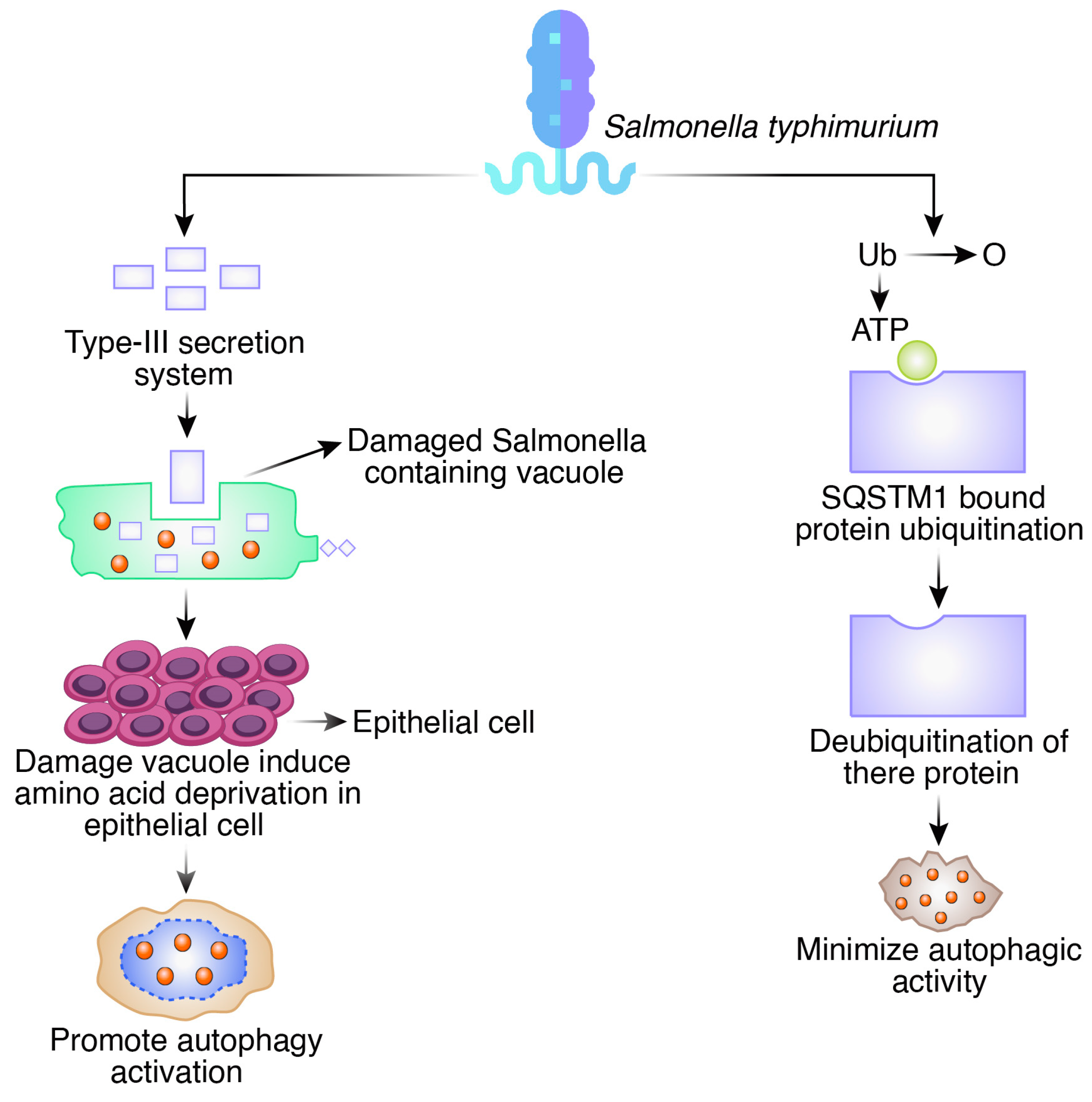 Biomedicines 12 01757 g003 Biomedicines 12 01757 g003