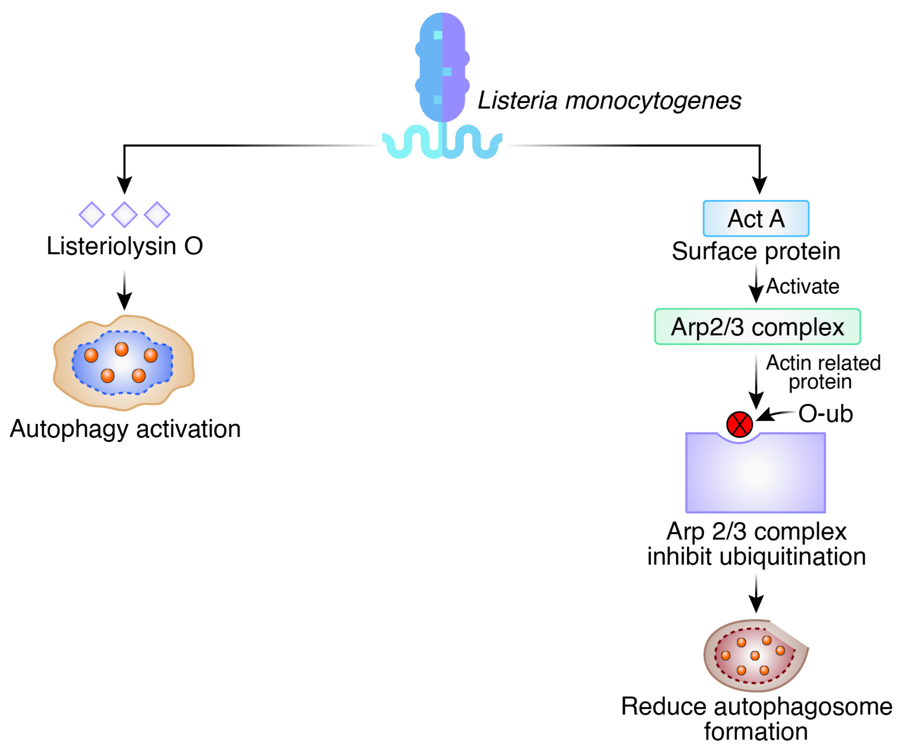 Biomedicines 12 01757 g004 Biomedicines 12 01757 g004