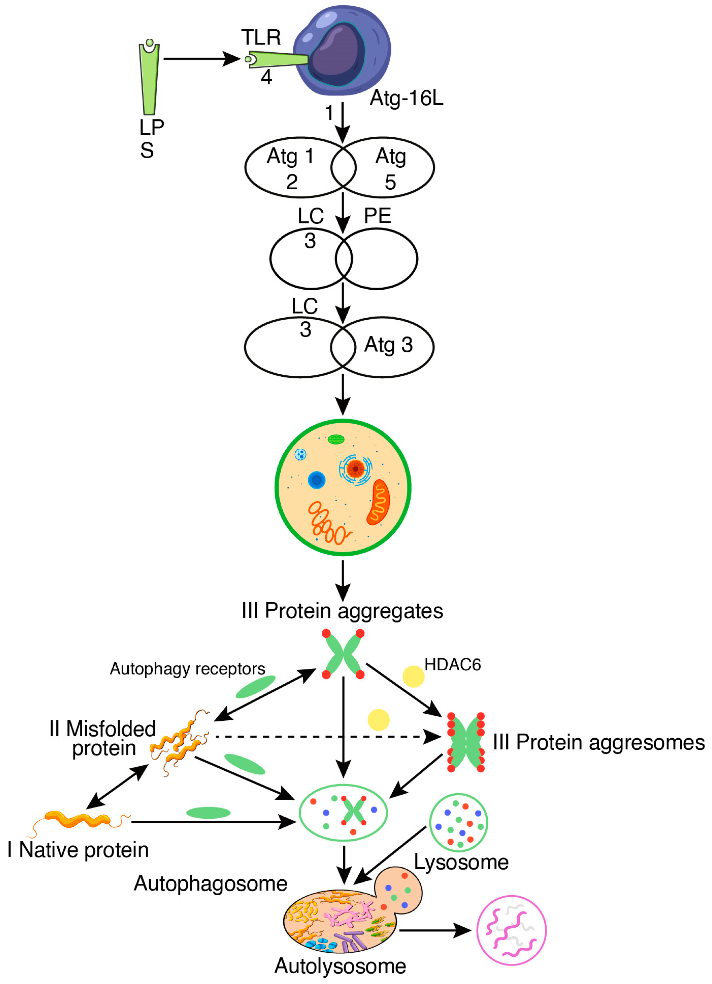 Biomedicines 12 01757 g006 Biomedicines 12 01757 g006