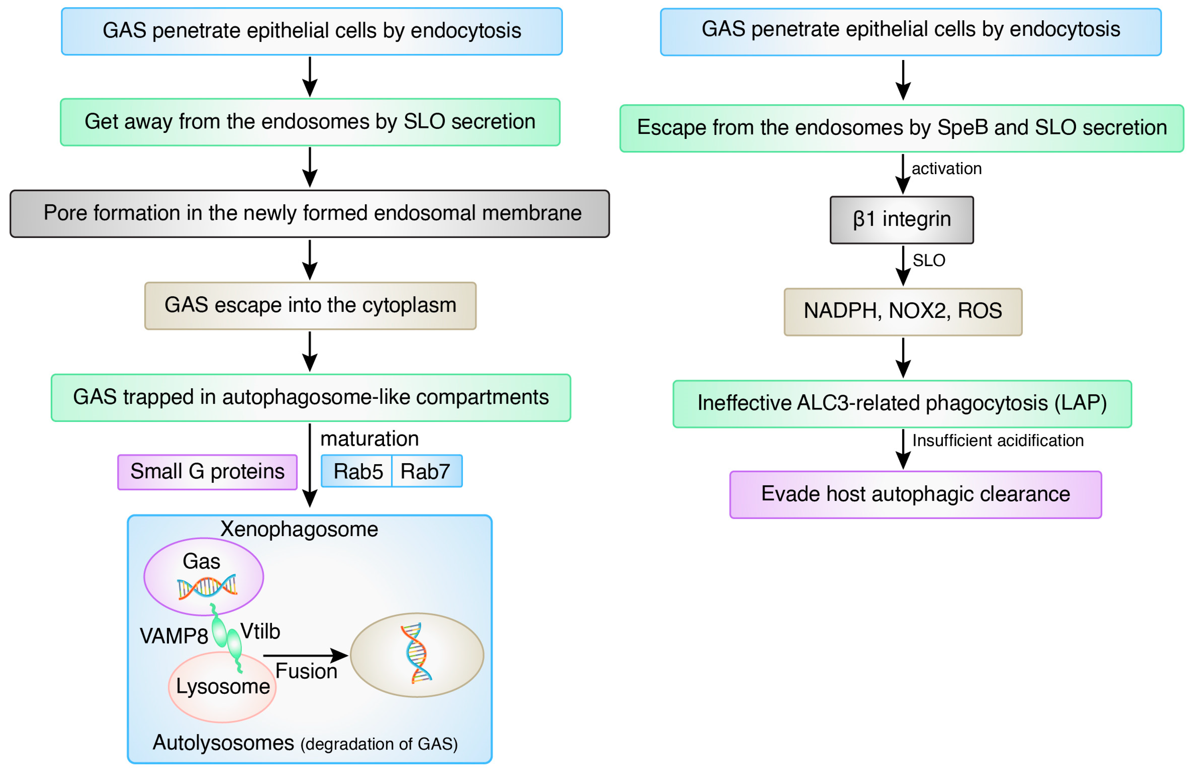 Biomedicines 12 01757 g007 Biomedicines 12 01757 g007