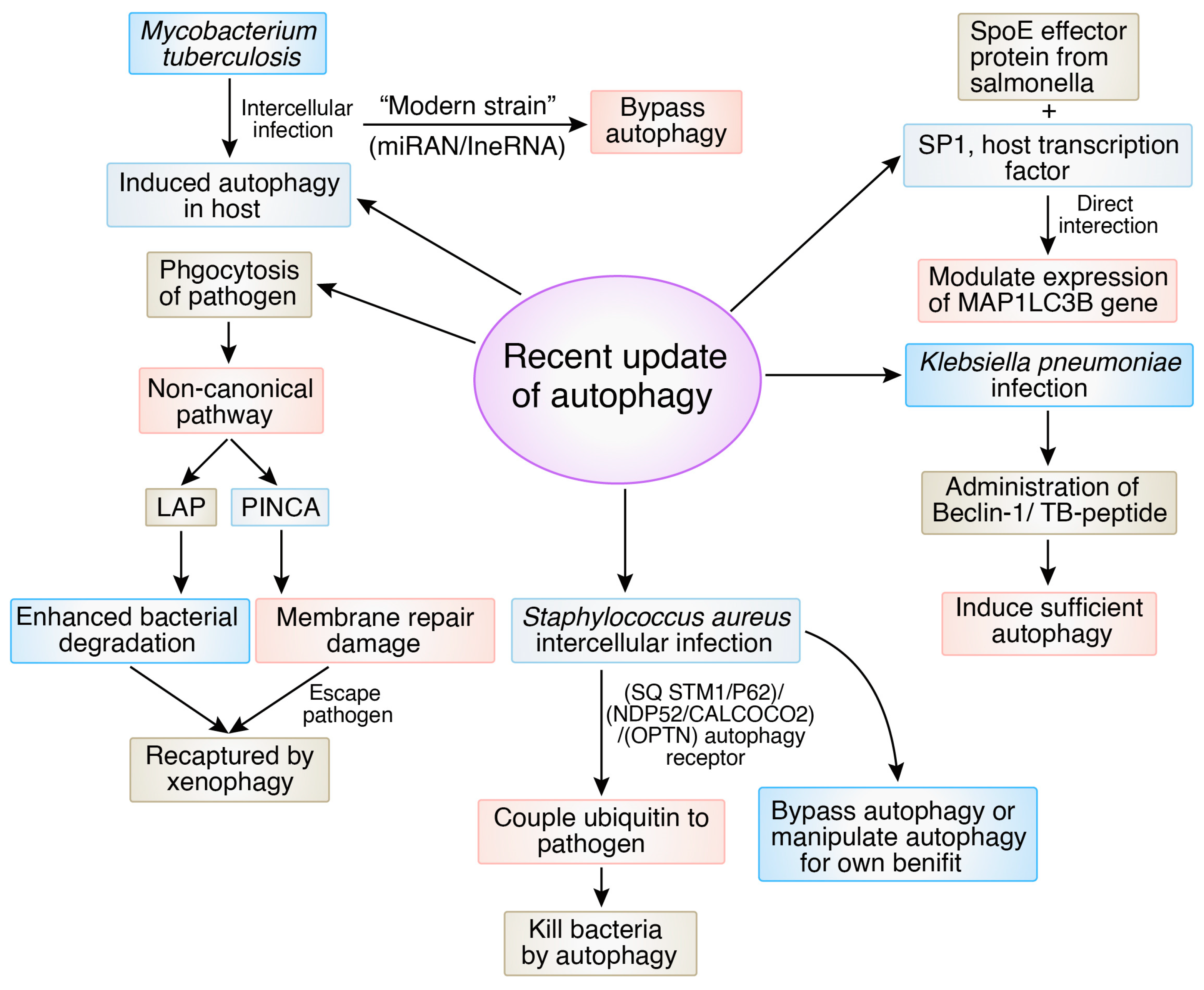 Biomedicines 12 01757 g008 Biomedicines 12 01757 g008