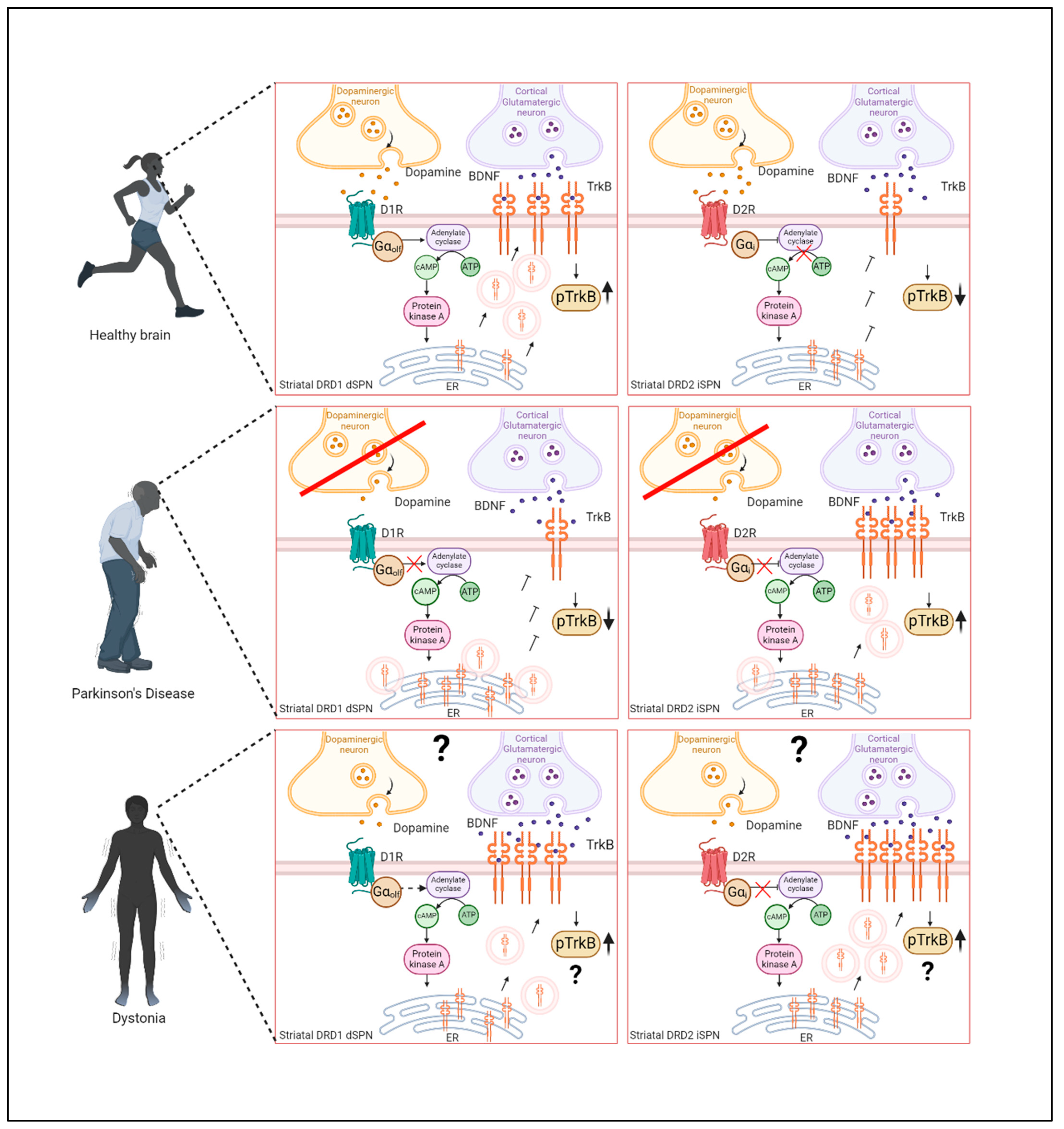 Biomedicines 12 01761 g004