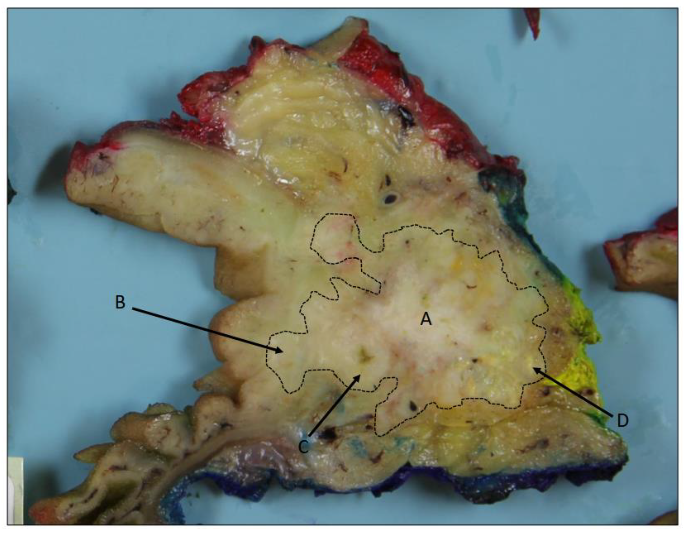 Biomedicines 12 01762 g002