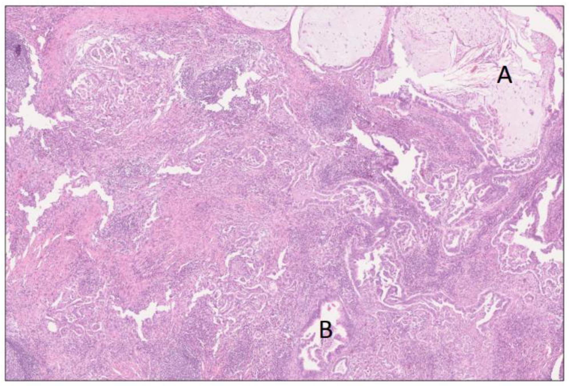 Biomedicines 12 01762 g004