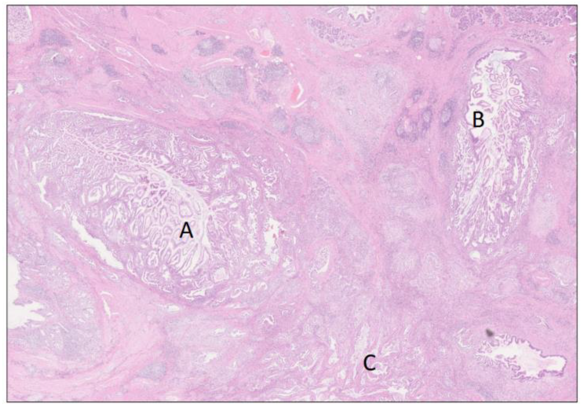Biomedicines 12 01762 g005