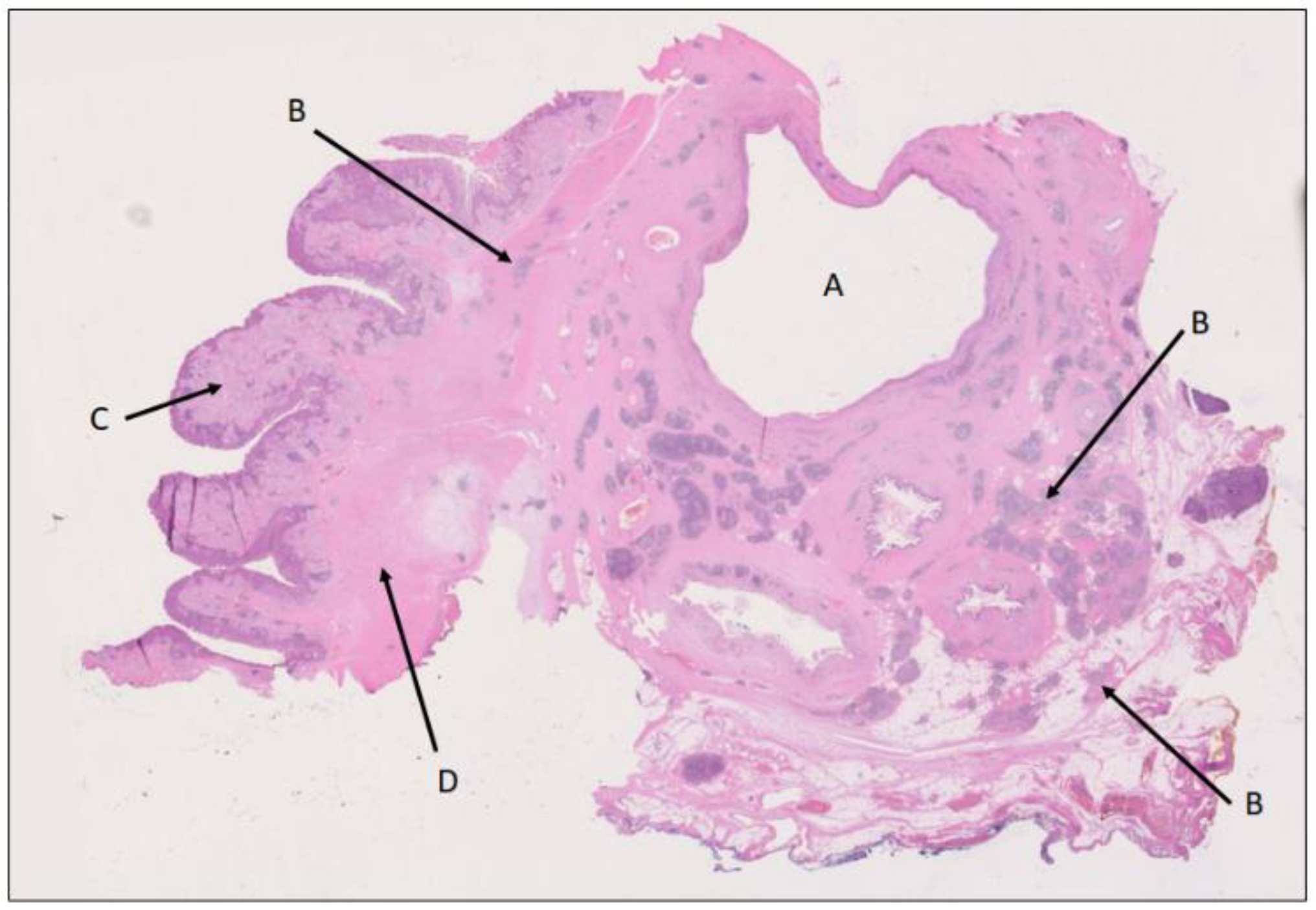 Biomedicines 12 01762 g006