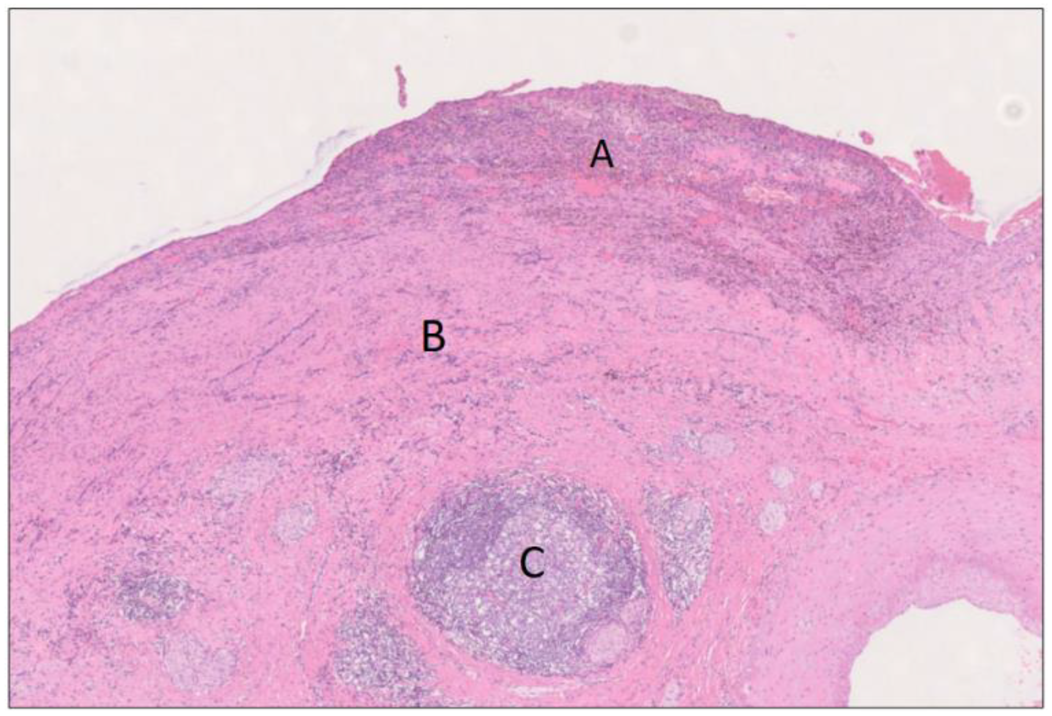 Biomedicines 12 01762 g007