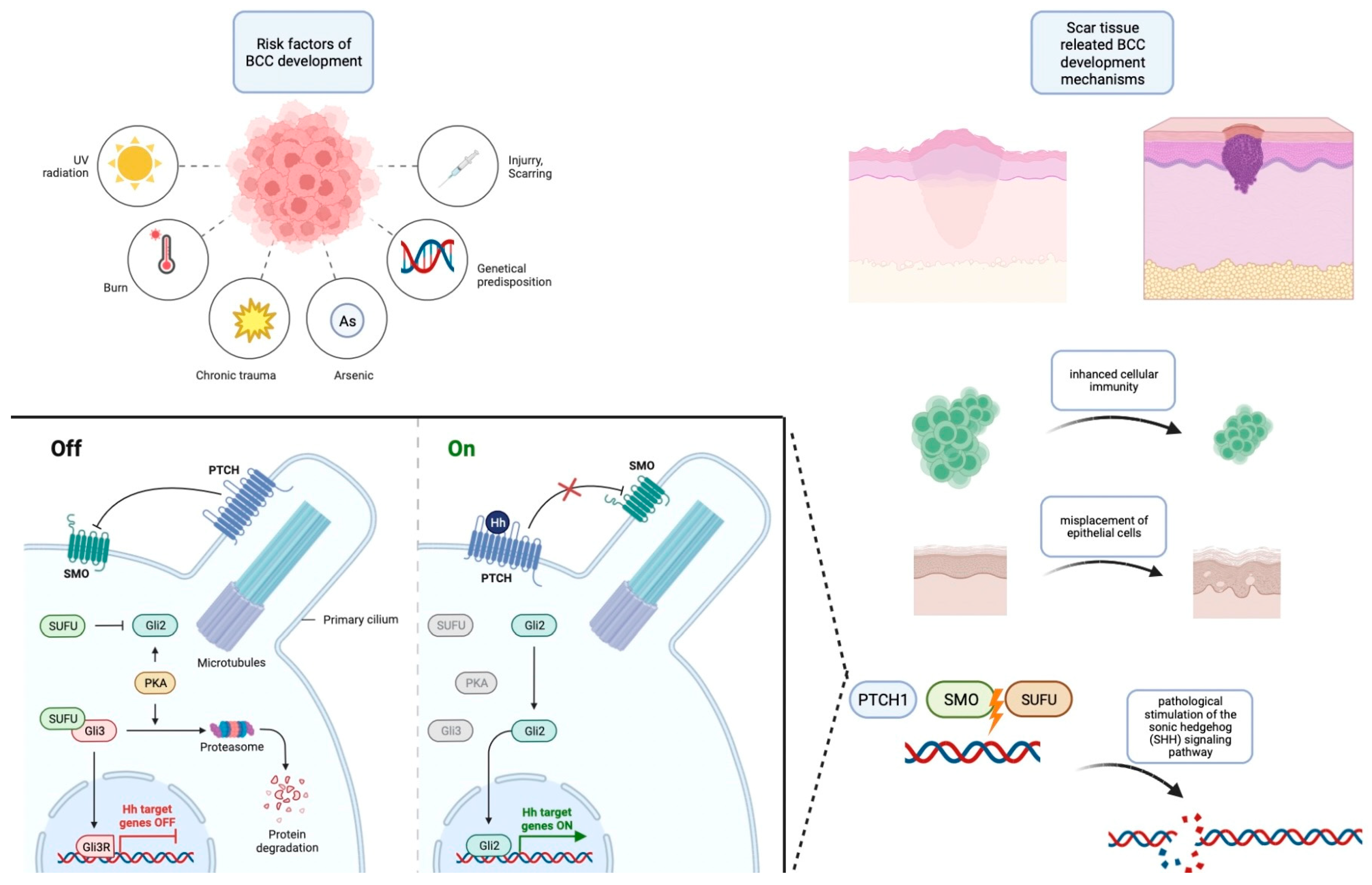 Biomedicines 12 01769 g001