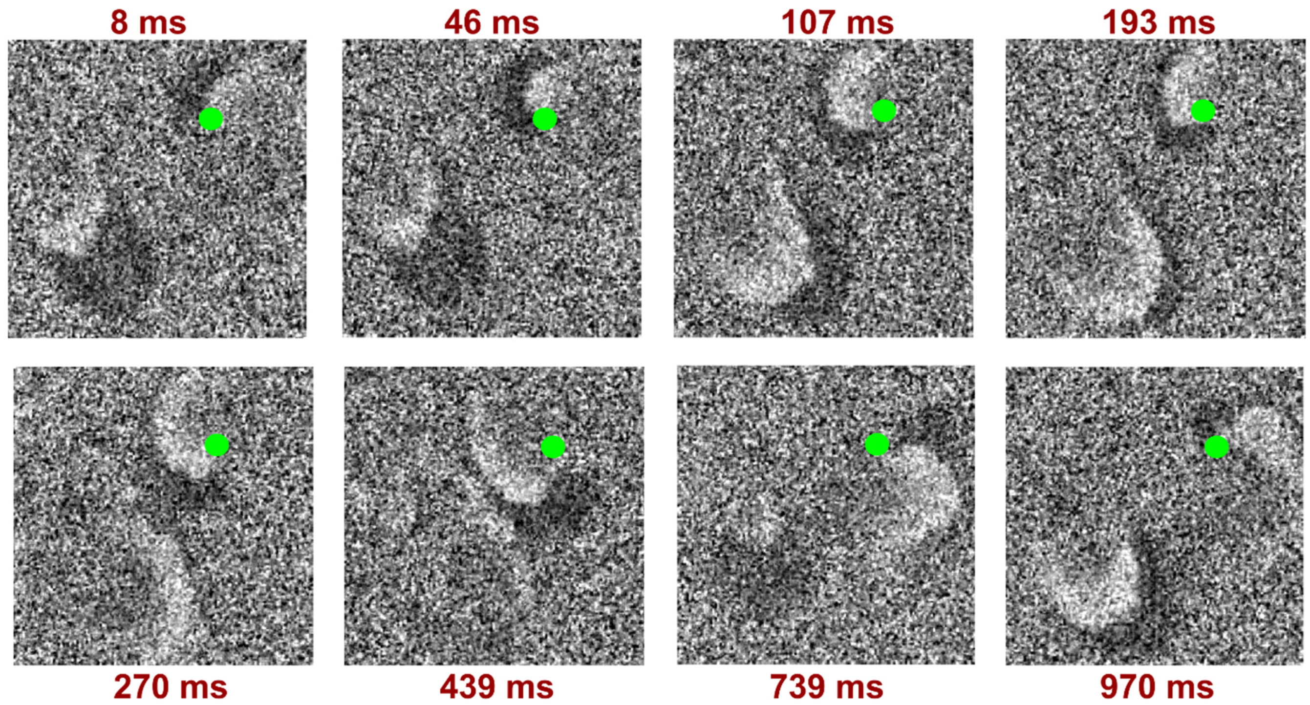 Biomedicines 12 01770 g004 Biomedicines 12 01770 g004