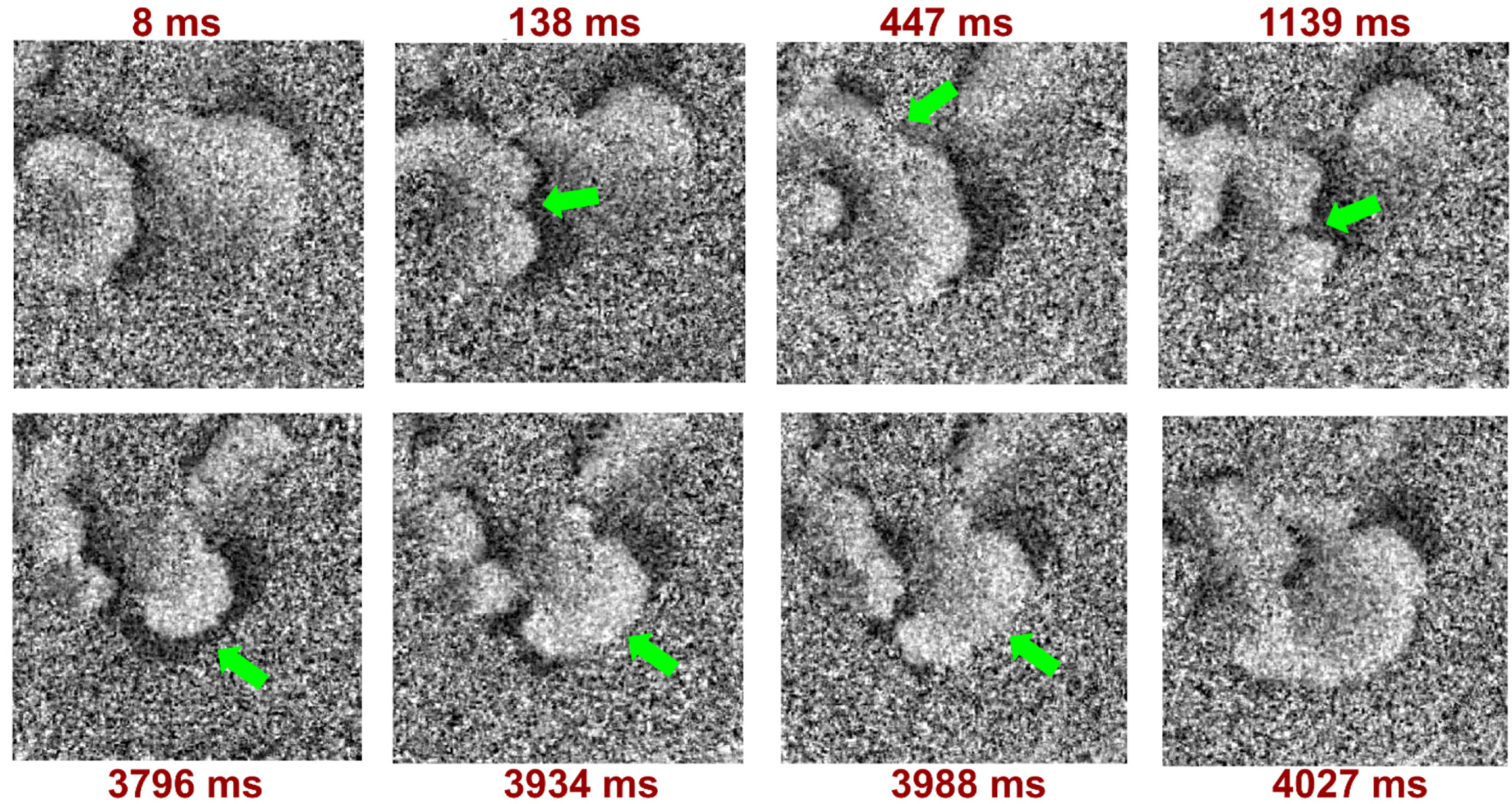 Biomedicines 12 01770 g005 Biomedicines 12 01770 g005