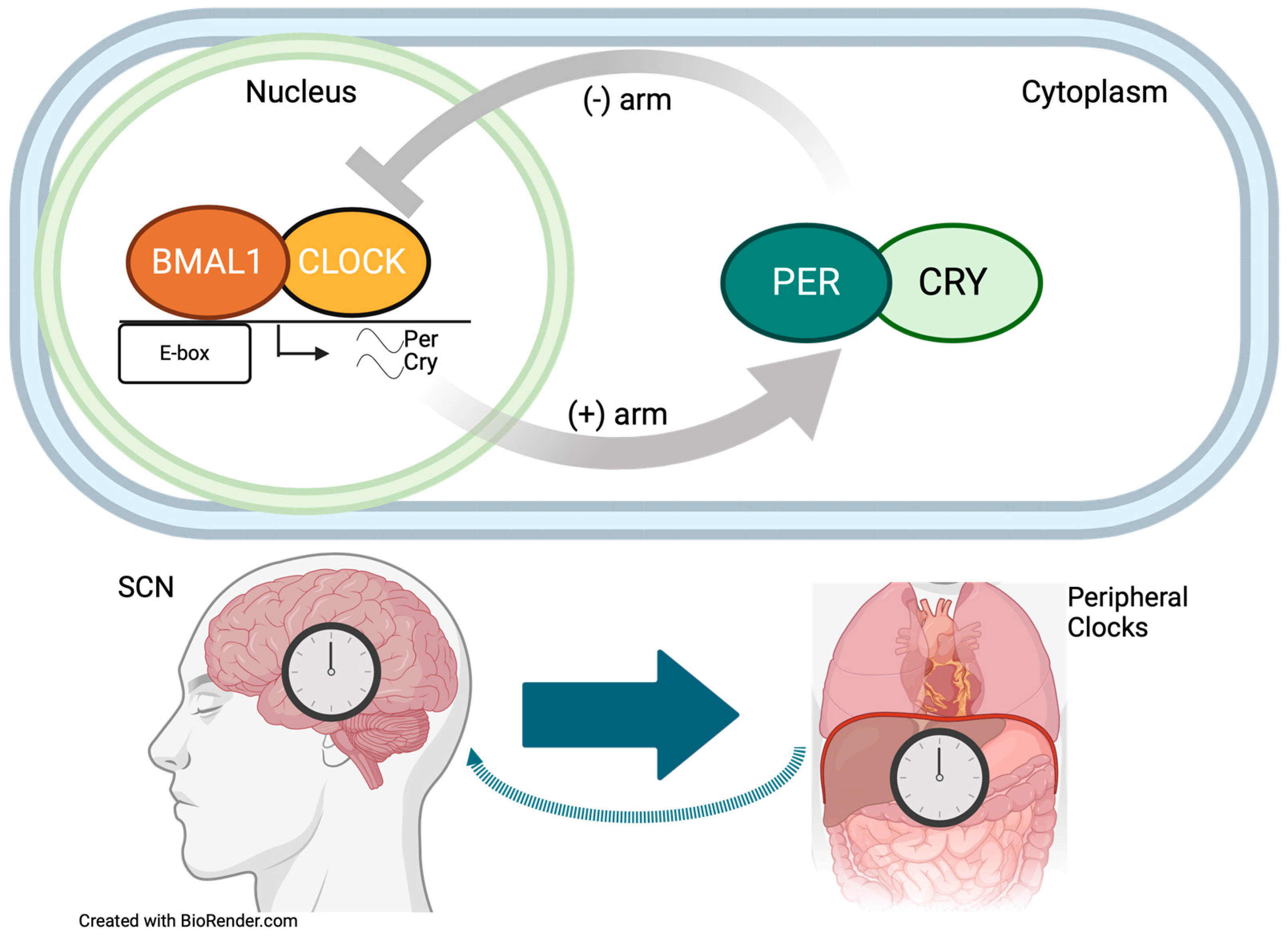 Biomedicines 12 01777 g001 Biomedicines 12 01777 g001