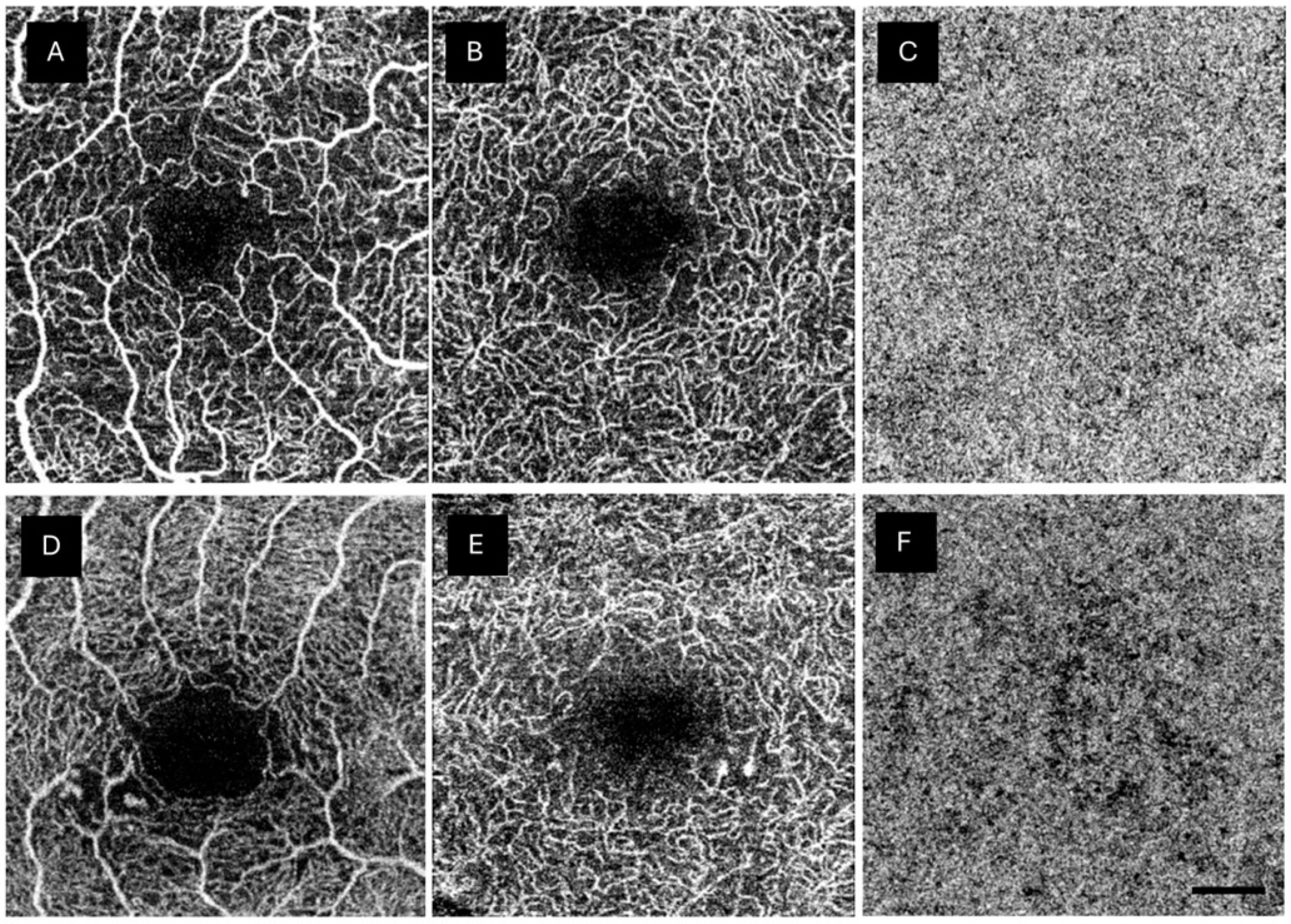 Biomedicines 12 01780 g002