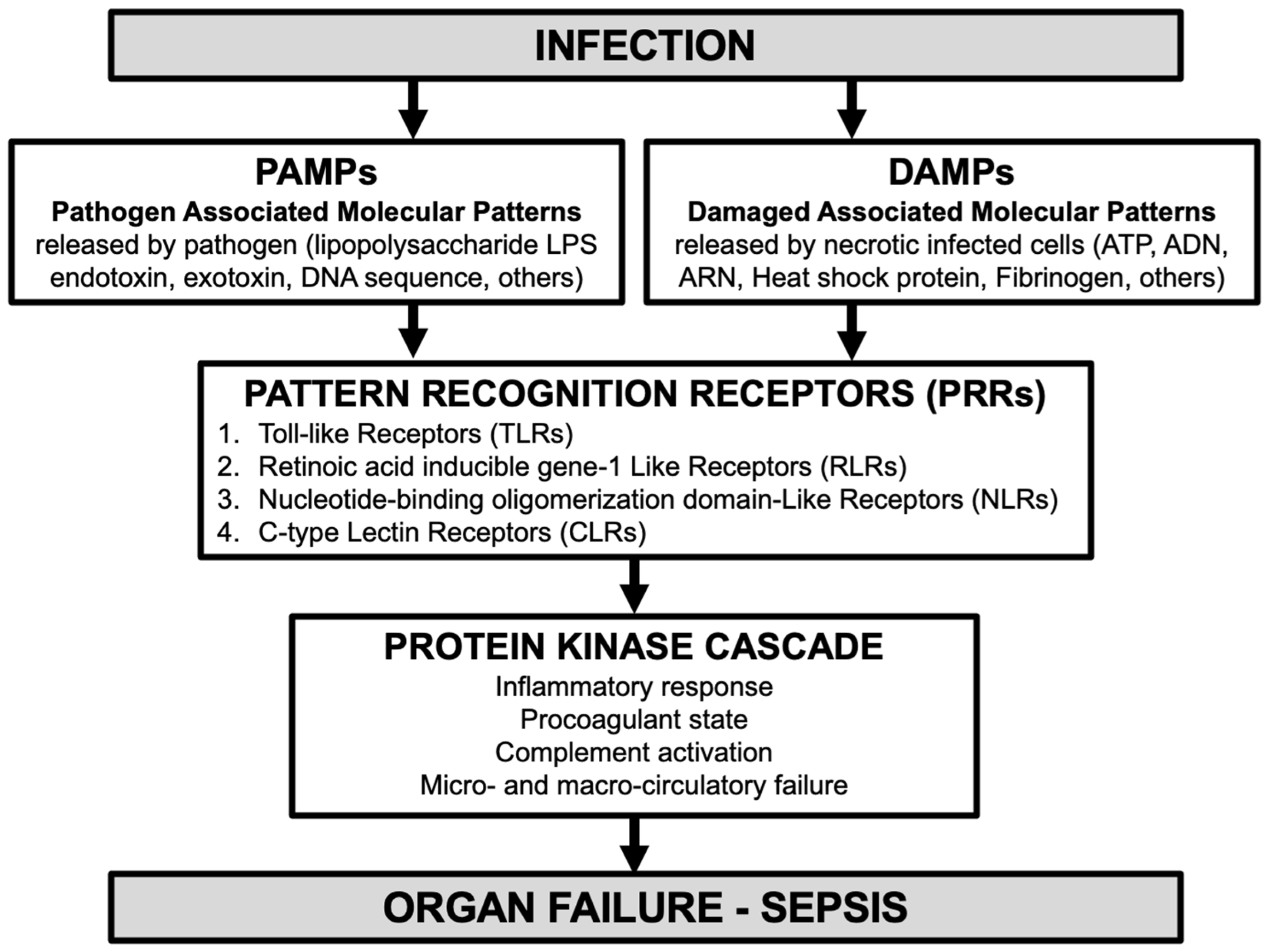 Biomedicines 12 01790 g001