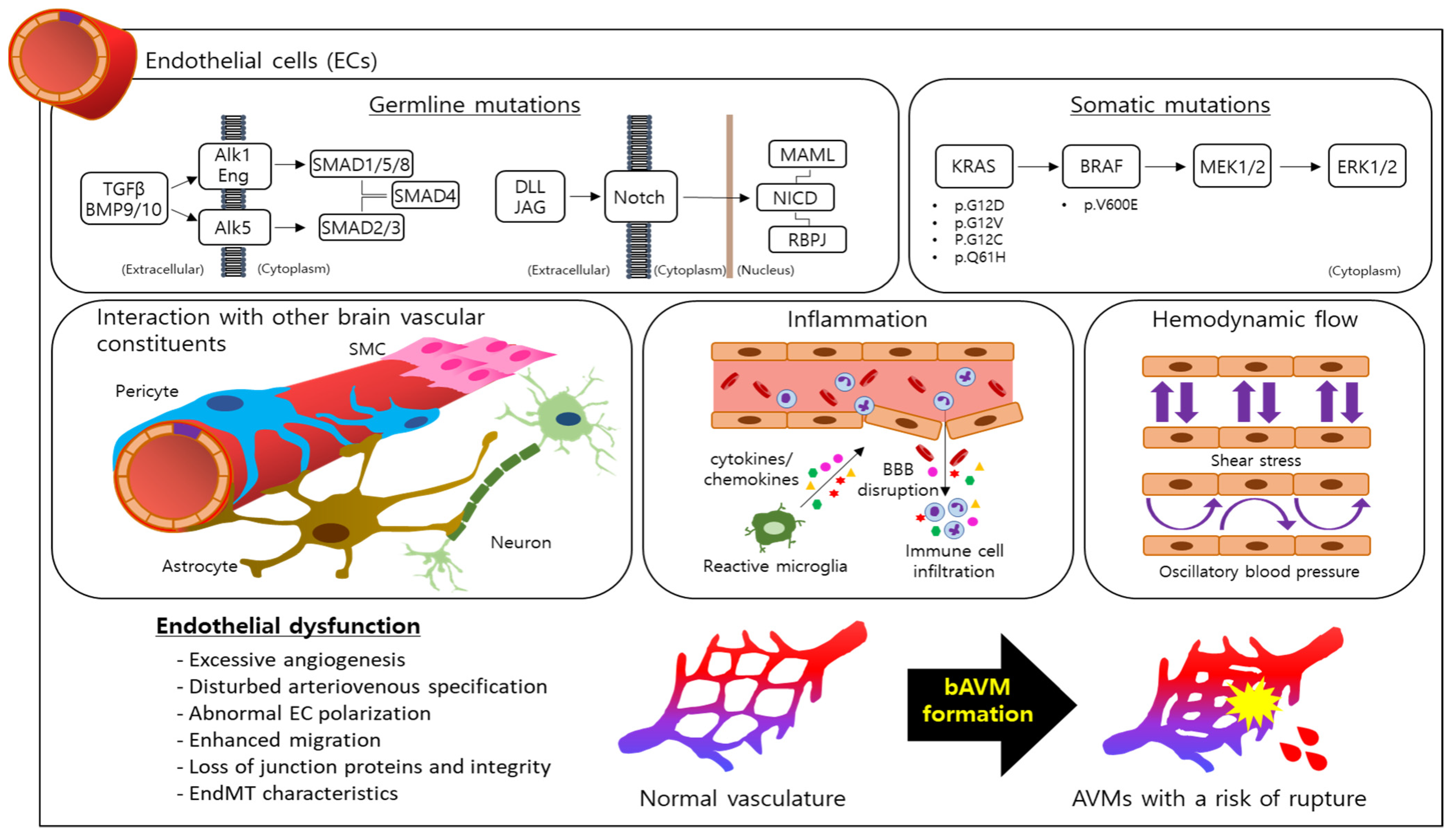 Biomedicines 12 01795 g001