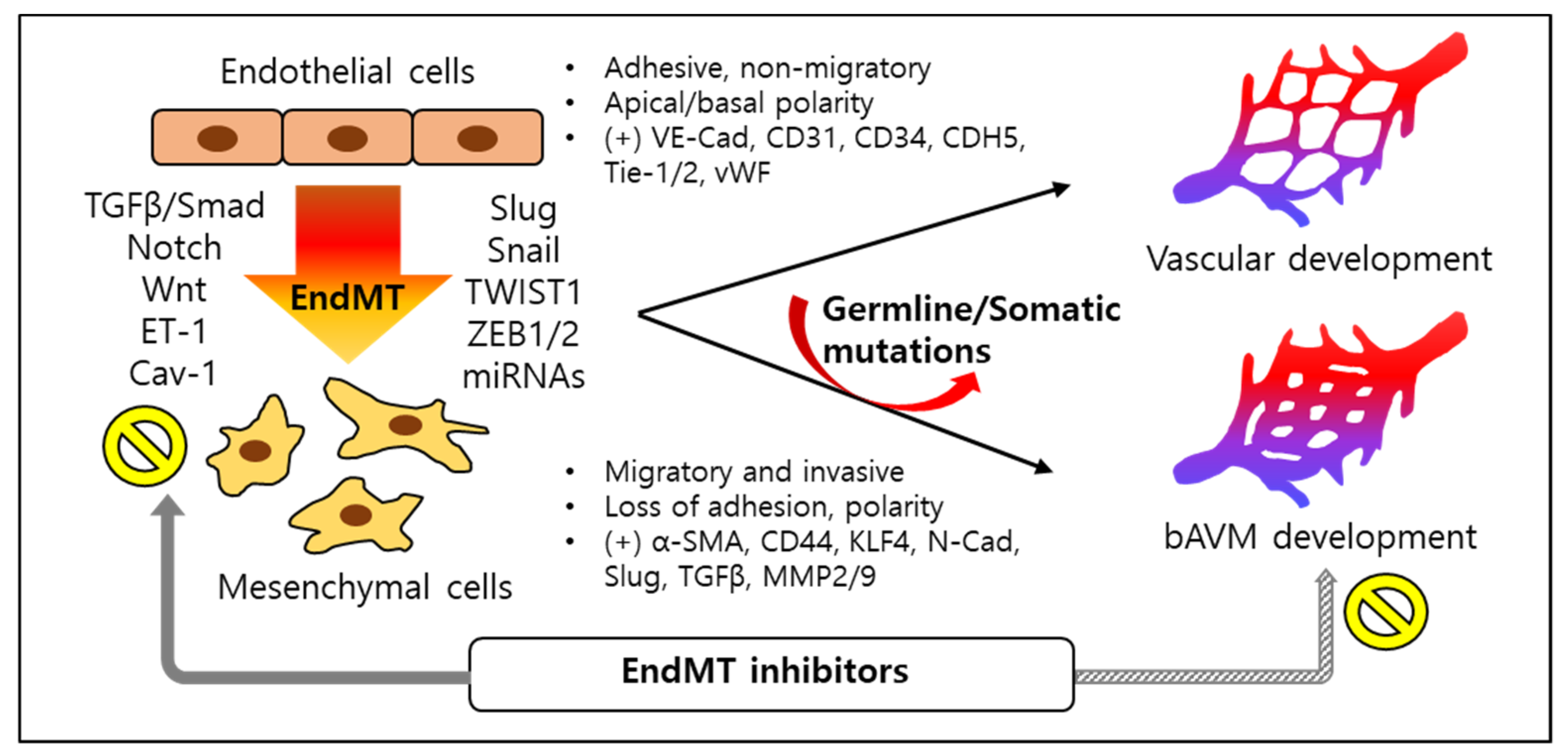 Biomedicines 12 01795 g003